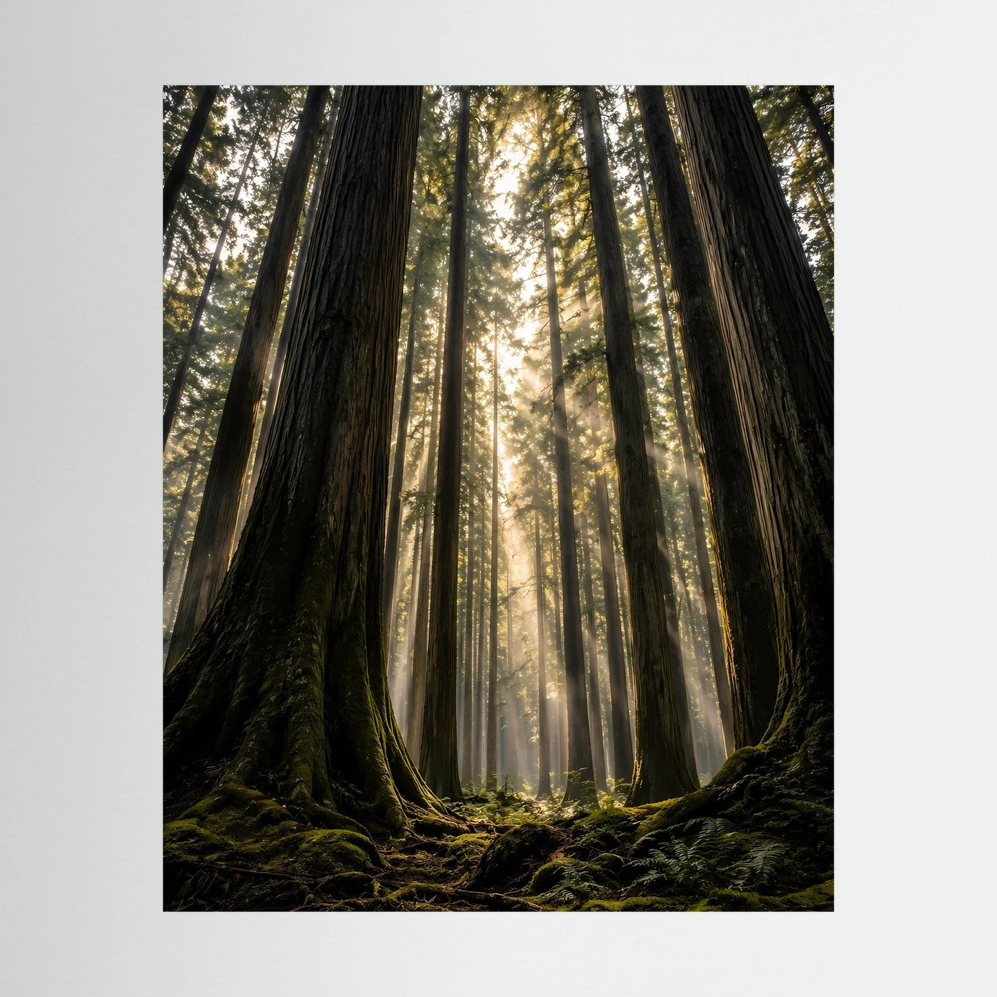 Hochformatiges Poster mit Redwood-Wald und Sonnenstrahlen, Blick nach oben
