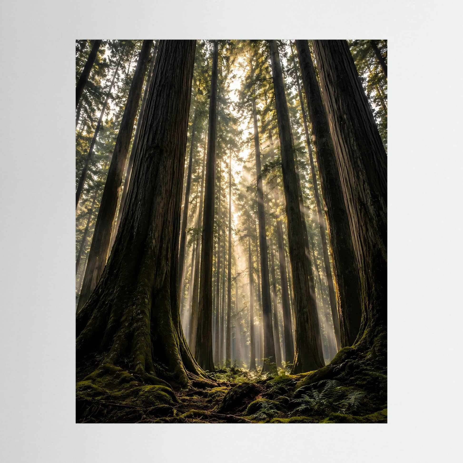 Hochformatiges Poster mit Redwood-Wald und Sonnenstrahlen, Blick nach oben