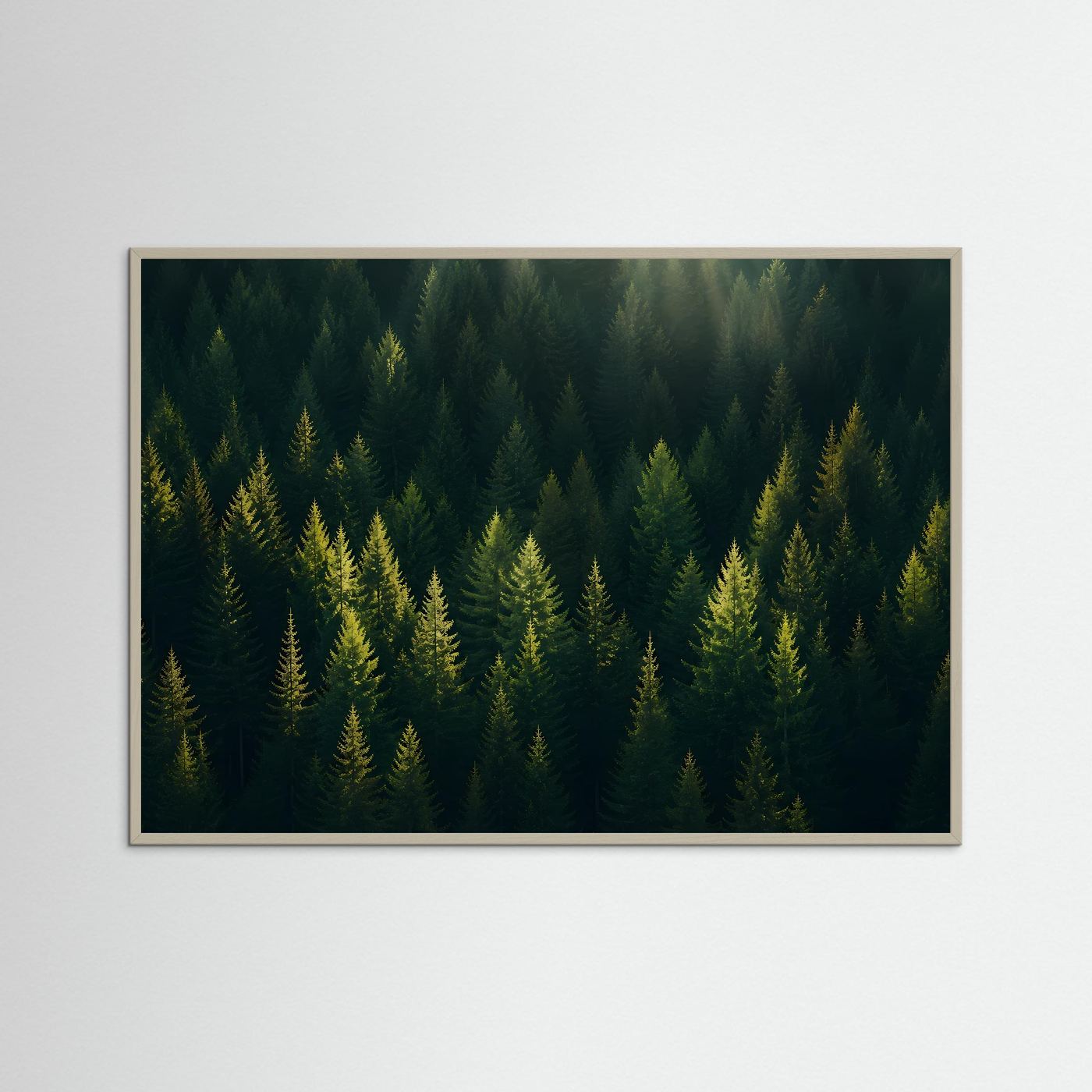 Mystischer Nadelwald im Sonnenlicht | Panorama Wald & Natur Poster Querformat