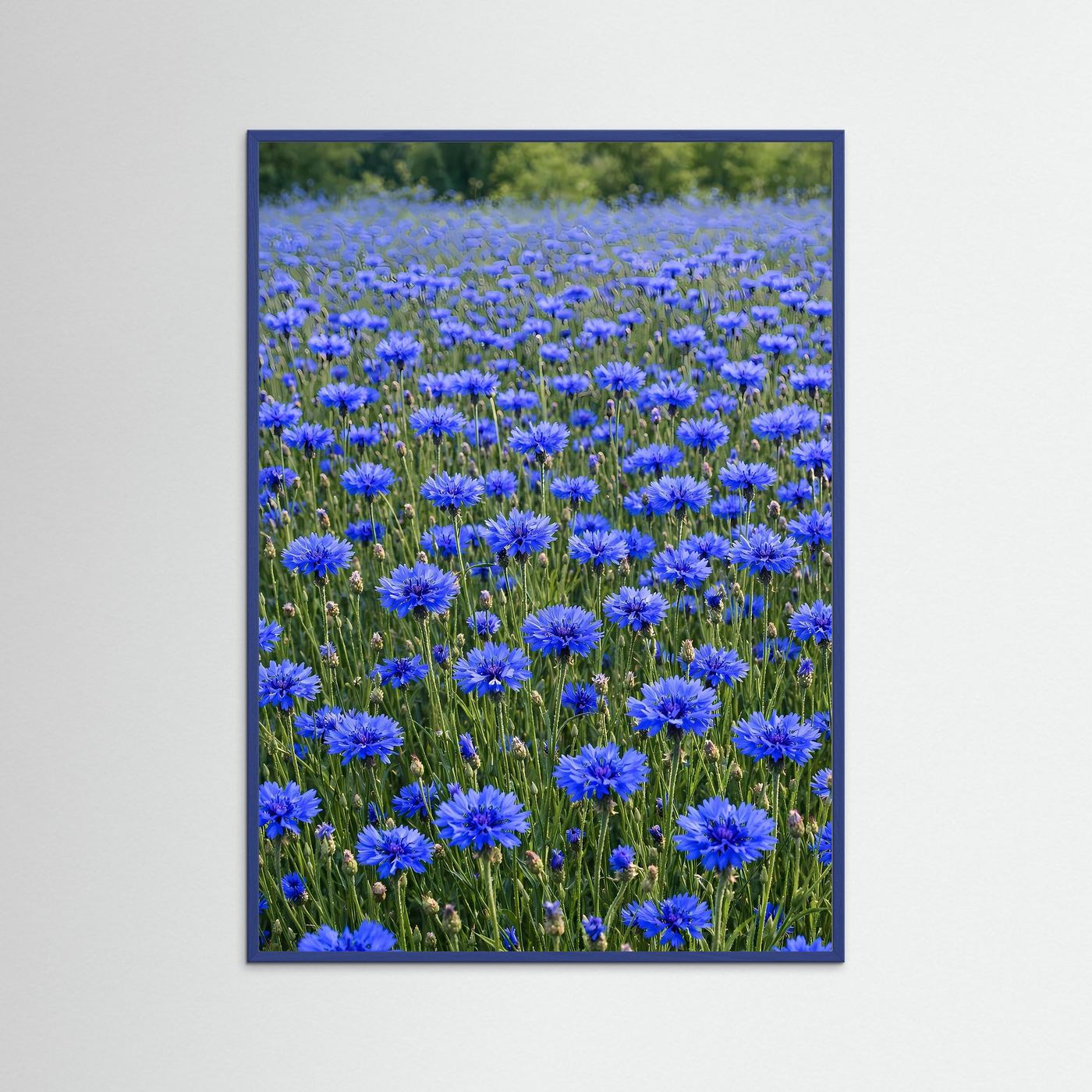 Leinwandbild mit blauem Kornblumenfeld und blauem Holzrahmen