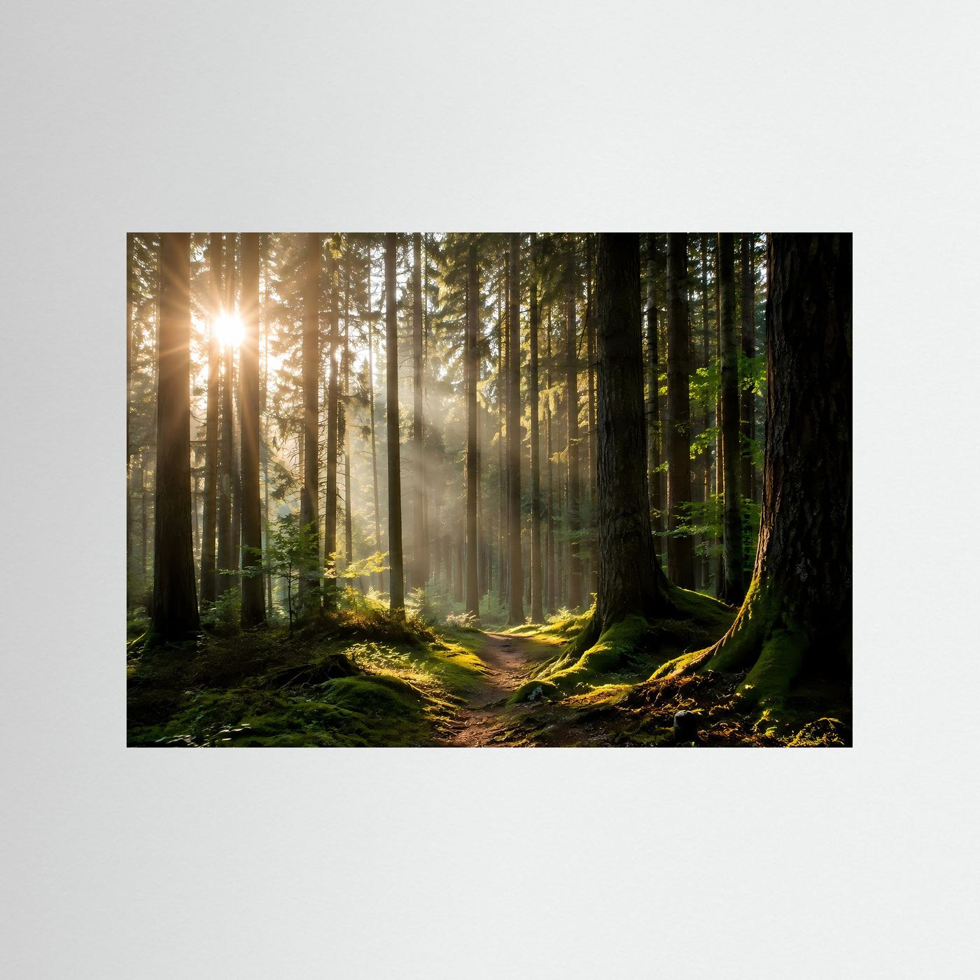 Sonnenstrahlen im Wald | Mystische Waldlandschaft Wandkunst