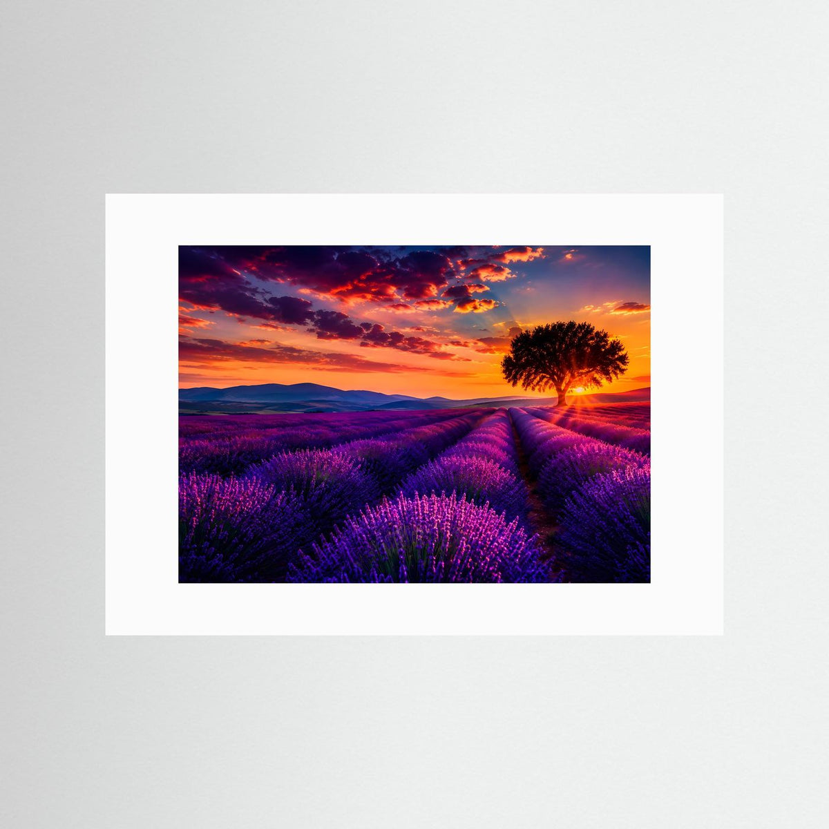 Poster im Querformat mit weißem Passepartout: Lavendelfeld, einsamer Baum, Berge, Sonnenuntergang