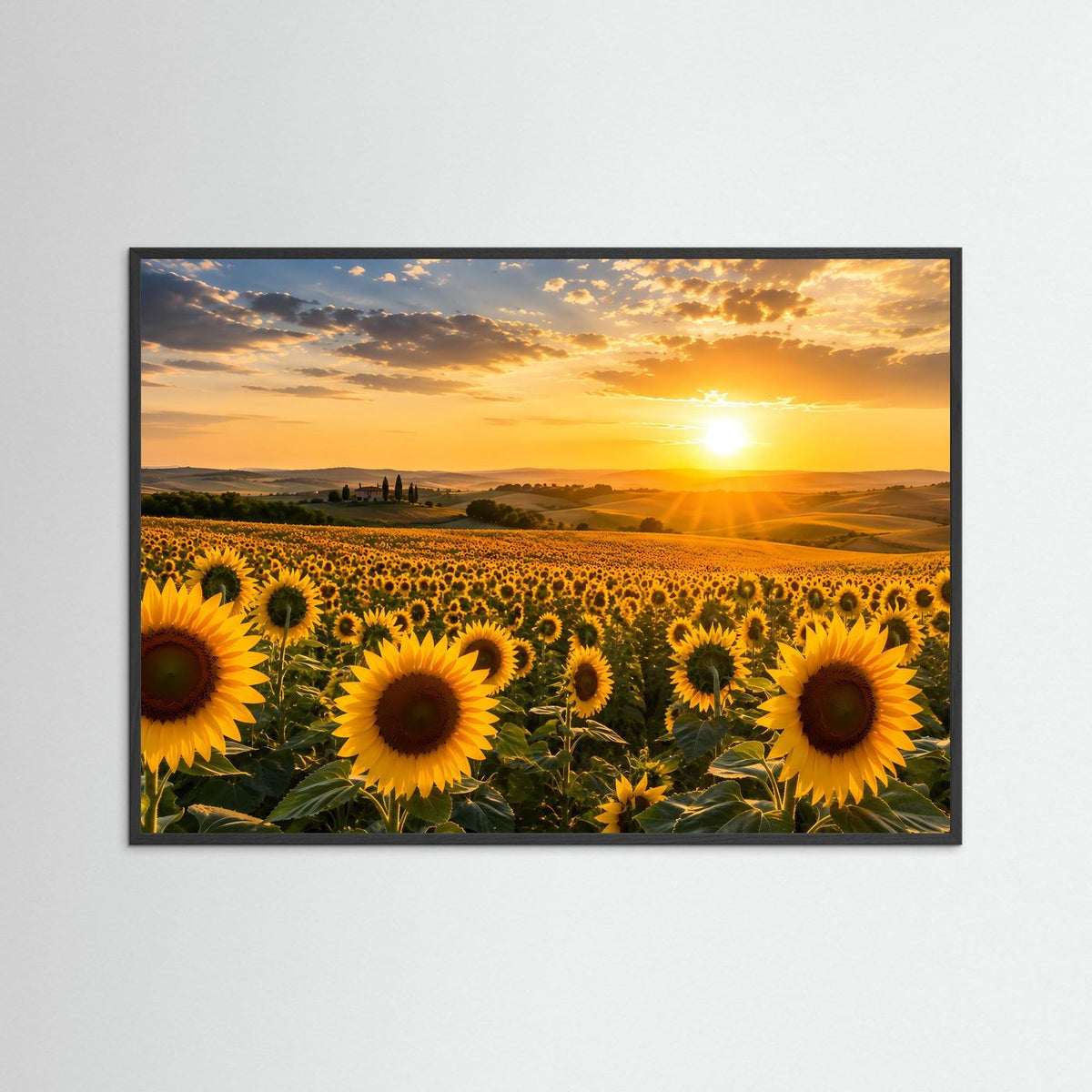 Querformat-Poster mit Sonnenblumenfeld bei Sonnenuntergang mit schwarzem Holzrahmen