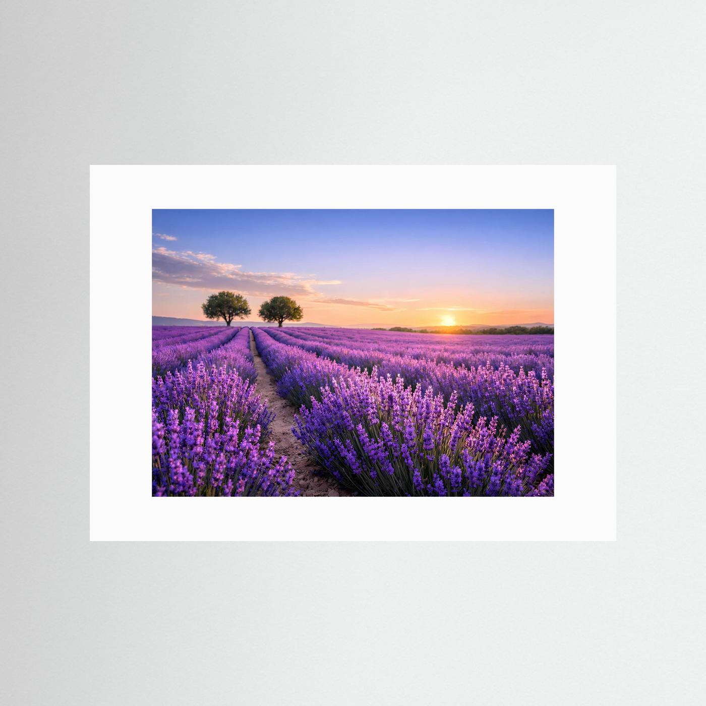Querformatiges Poster mit violetten Lavendelfeldern und Sonnenuntergang, weißer Rand