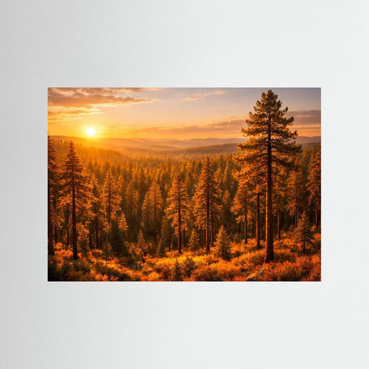 Querformatiges Naturposter mit Sonnenaufgang und hohen Kiefern im goldenen Wald, ohne Passepartout