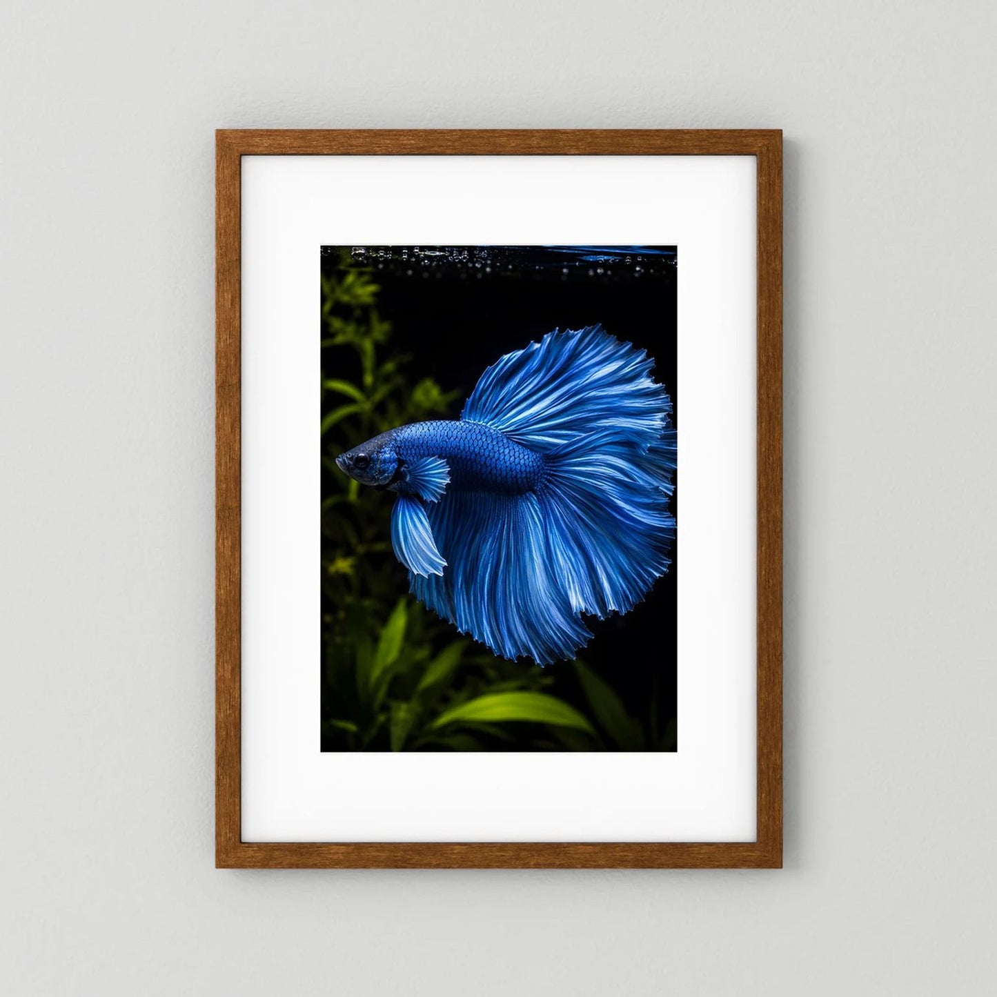 Wandposter mit blauem Kampffisch im Porträt, brauner Holzrahmen