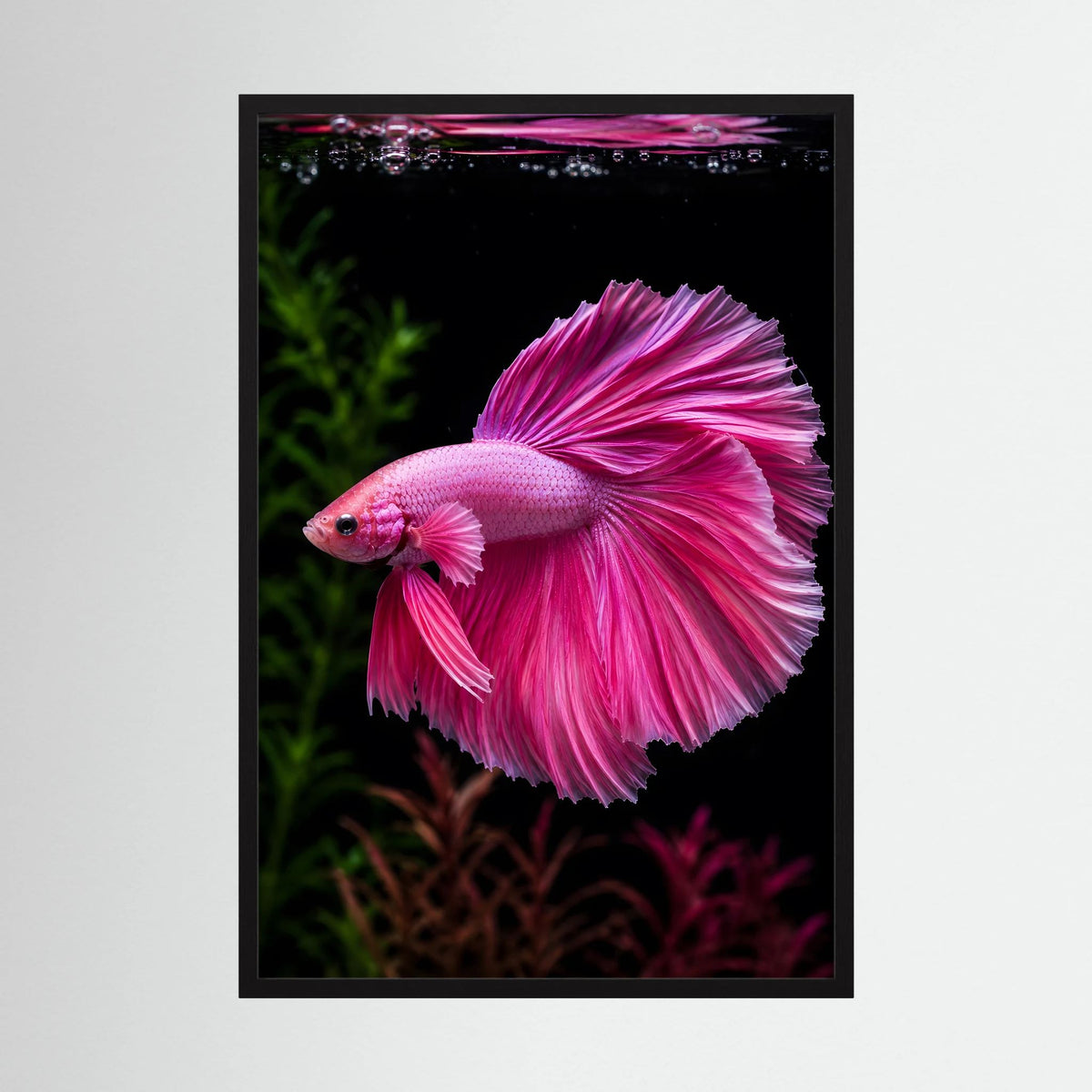 Tierposter mit pinkem Kampffisch im Querformat, eingebettet in schwarzem Rahmen