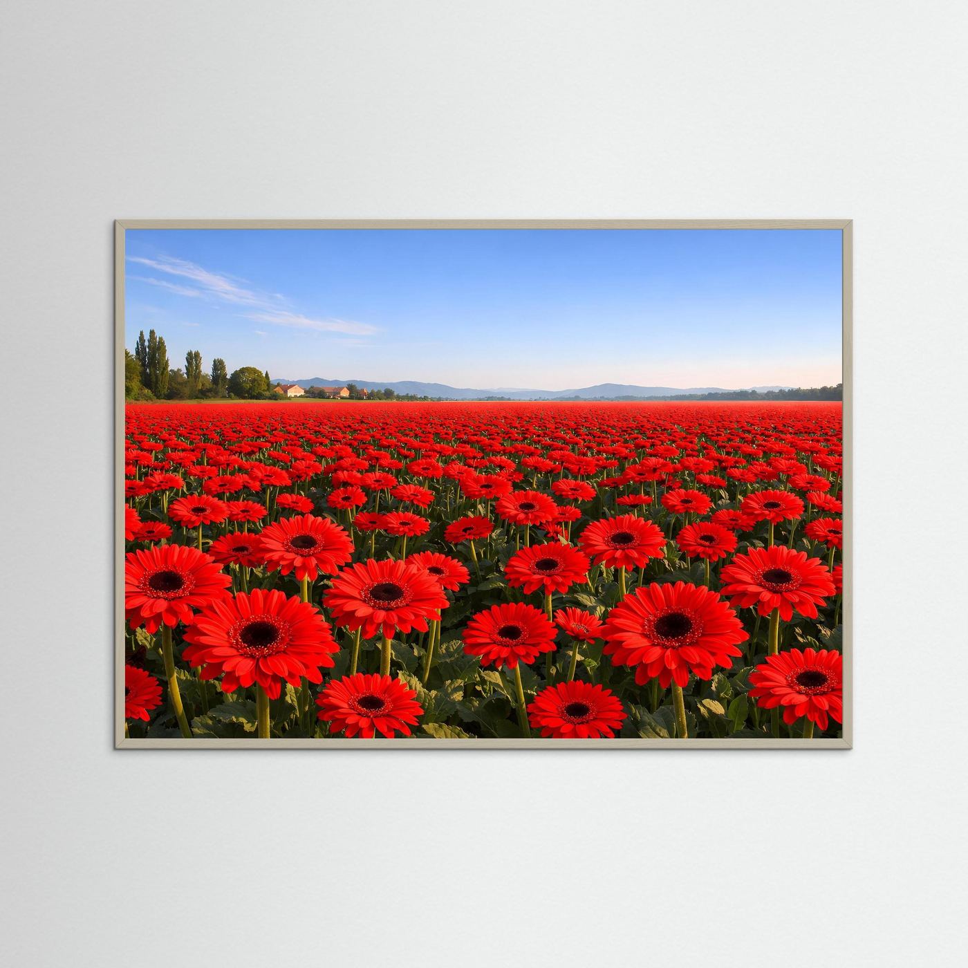 Leuchtendes Gerbera Blumenfeld | Rotes Blütenmeer & Natur Poster Querformat