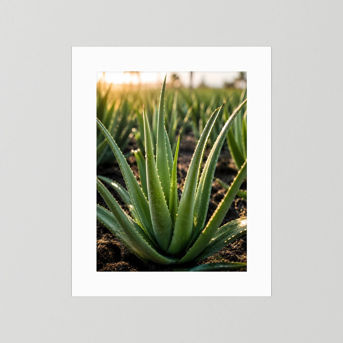 Poster mit Aloe-Vera-Zierpflanze mit weißem Rand, grünes Blattbündel, Hochformat.