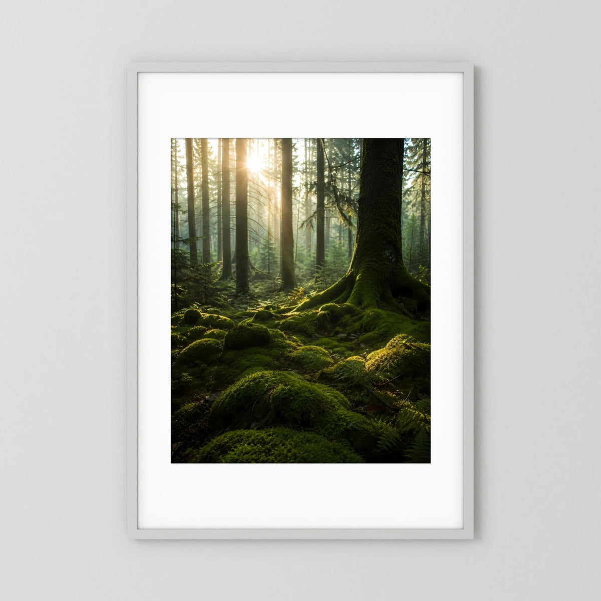 Hochformat-Poster im weißem Passepartout: Mooswald mit Sonnenstrahlen