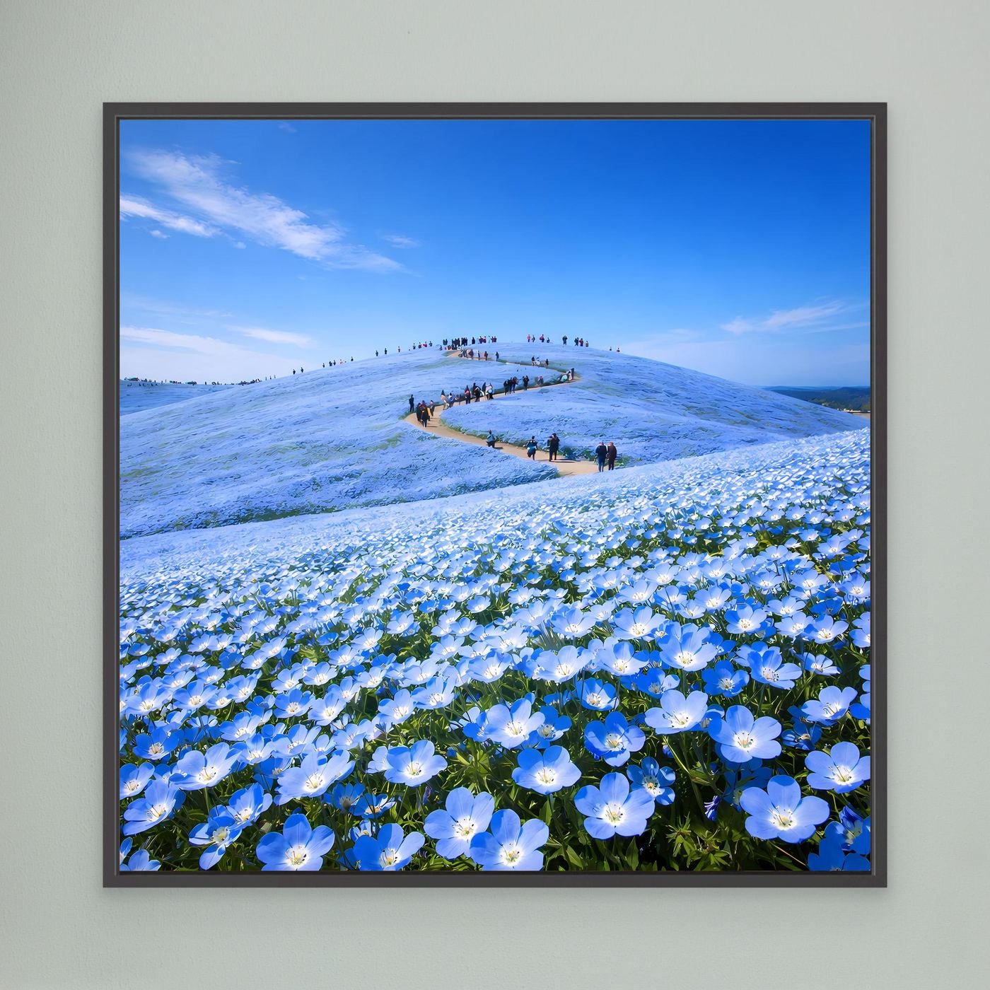 Leinwandbild mit blauem Blütenmeer aus Nemophila-Blumen, schwarzer Rahmen