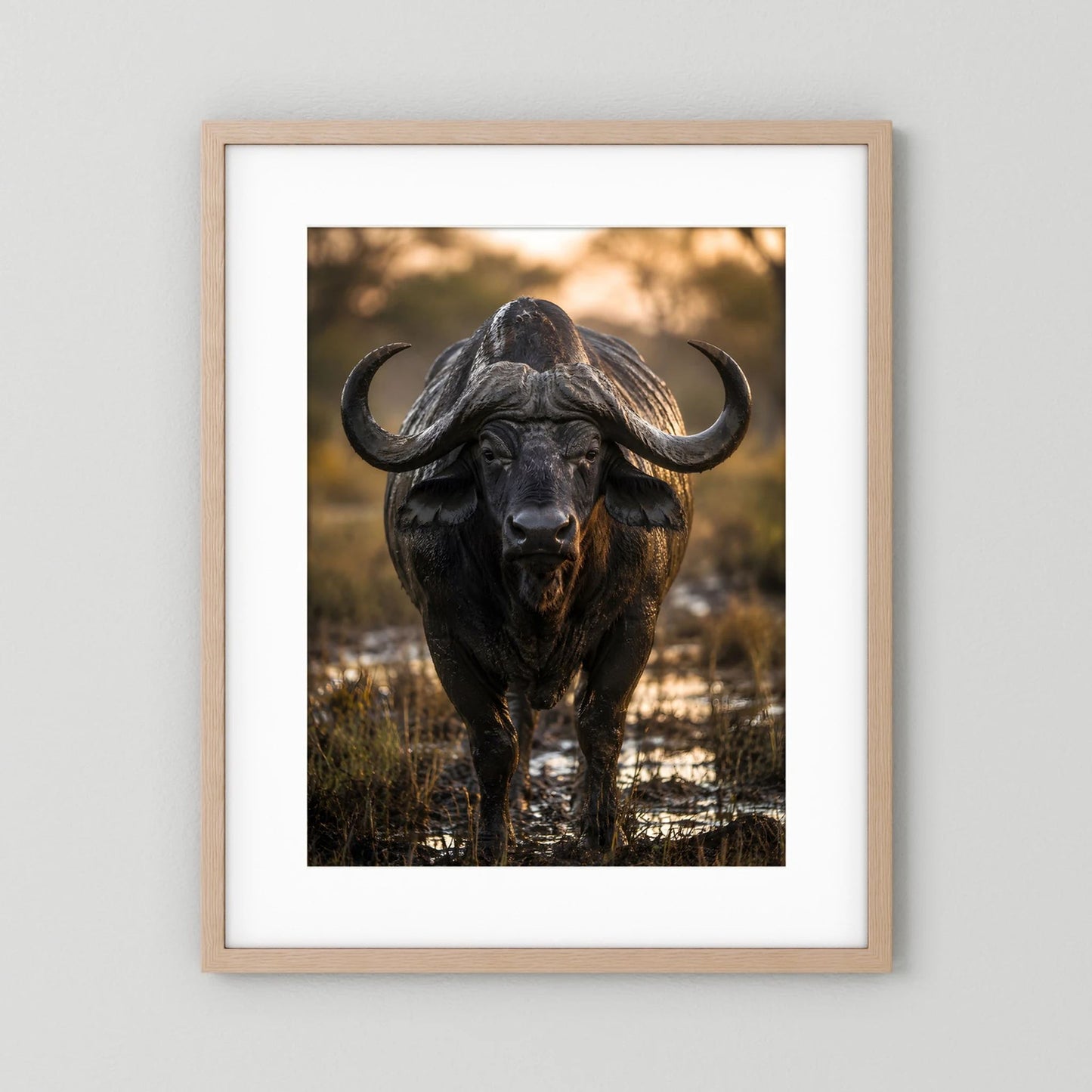 Tierposter mit Kaffernbüffel, naturholzfarbener Rahmen, weißes Passepartout, Hochformat