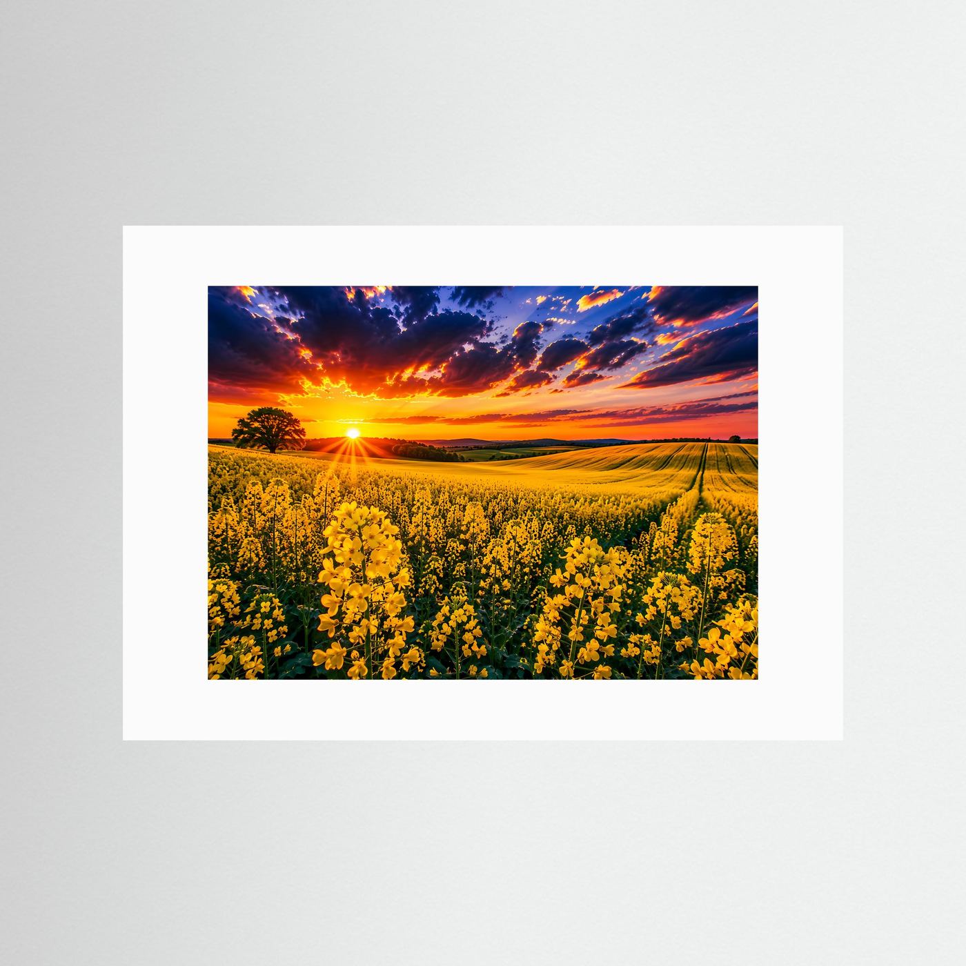 Rapsfeld Wandbild im Sonnenuntergang | Landschaft Poster mit gelben Blumen
