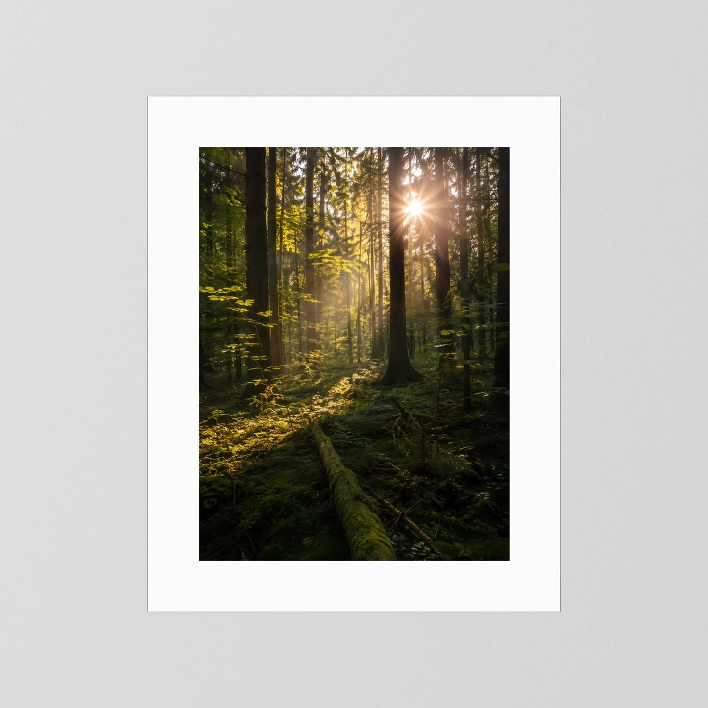 Poster im Hochformat mit weißem Passepartout, Sonnenstrahlen im Wald