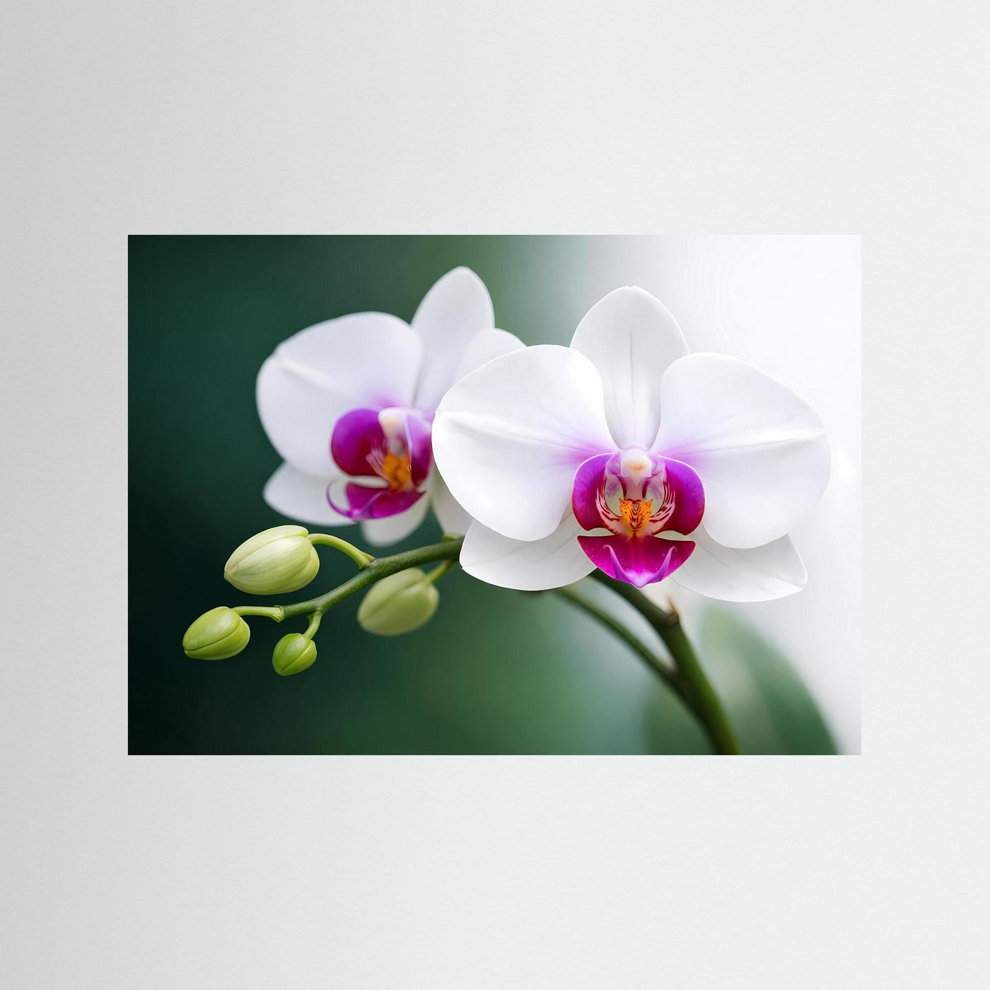 Poster mit weißen Orchideenblüten, ohne Rahmen