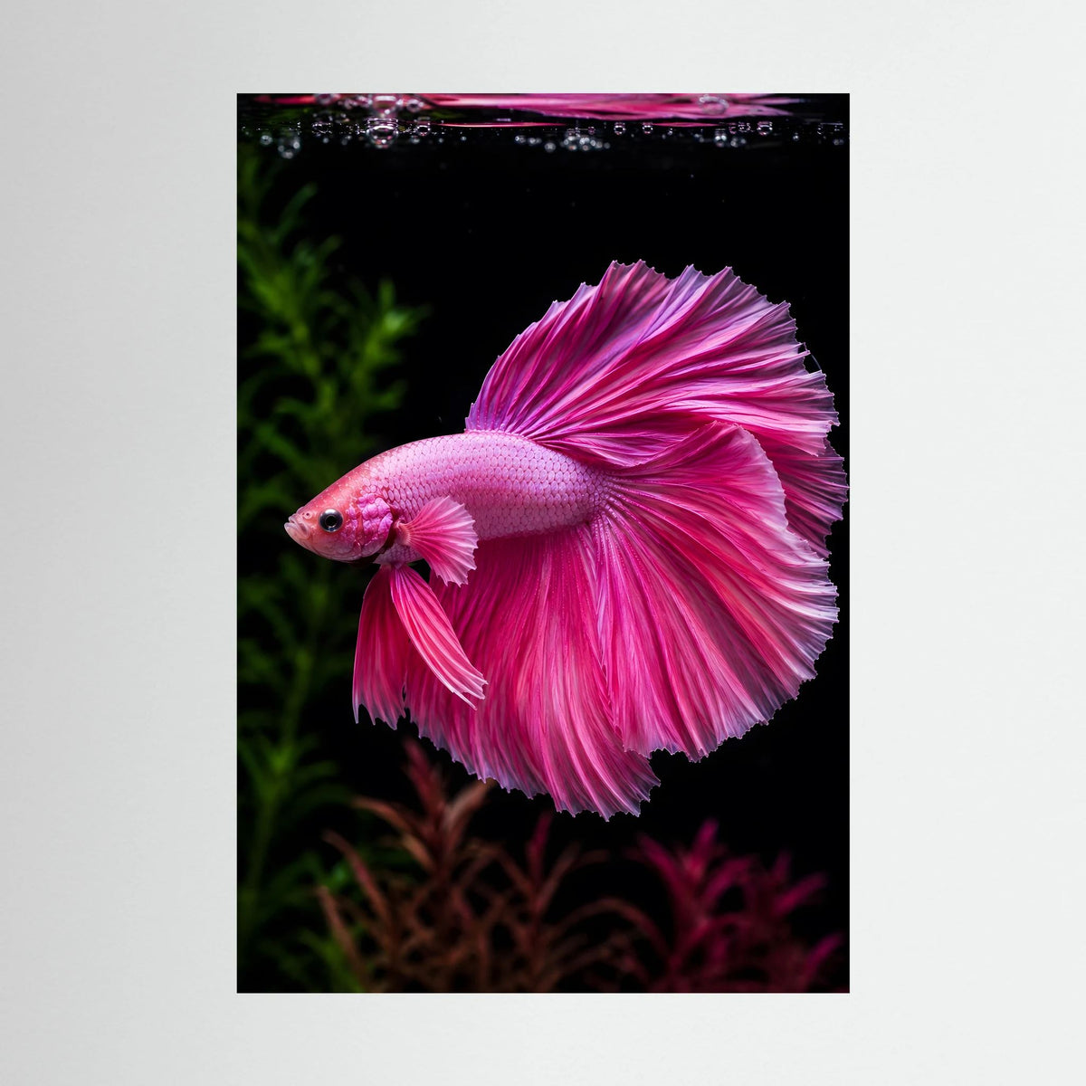 Tierposter im Hochformat mit pinkem Betta und leuchtenden Flossen