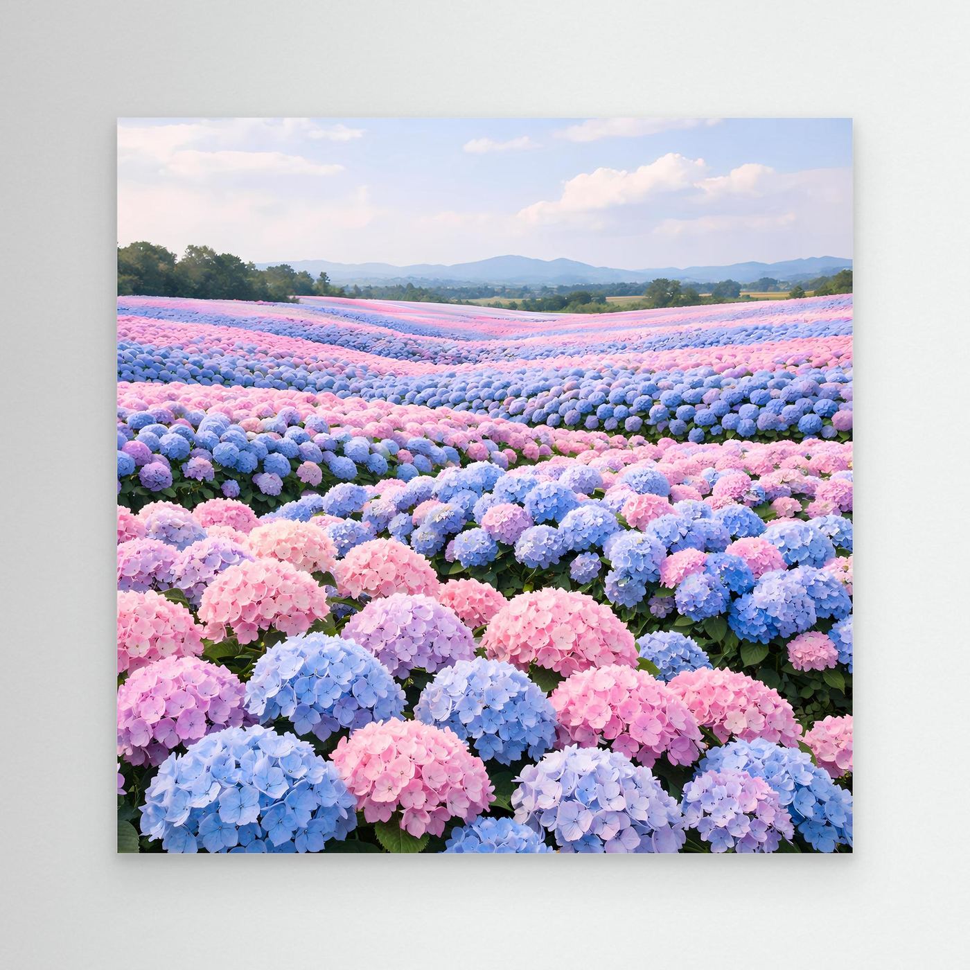 Leinwandbild mit blühendem Hortensienfeld in Pastellfarben, ohne sichtbaren Rahmen