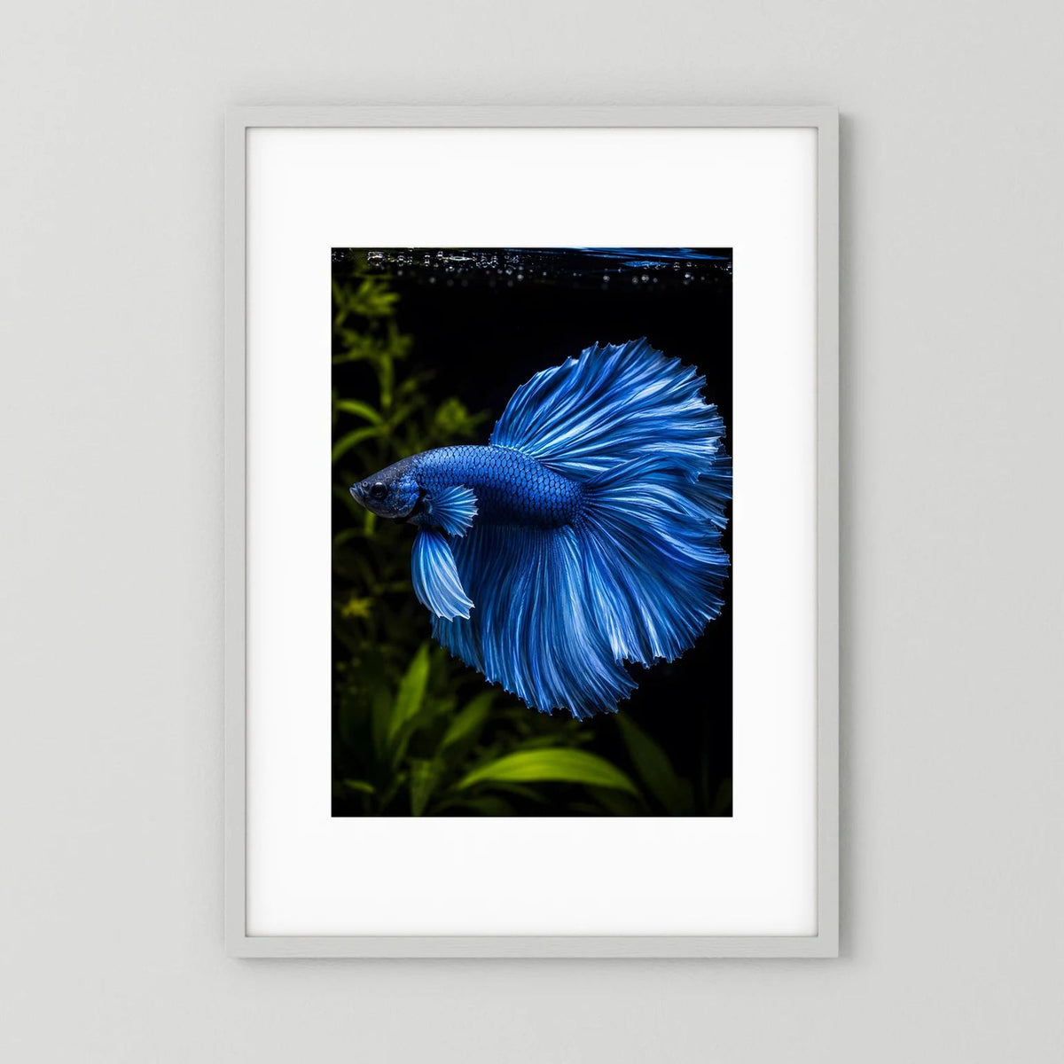 Wandbild mit blauem Betta-Kampffisch im Hochformat, im hellen Rahmen