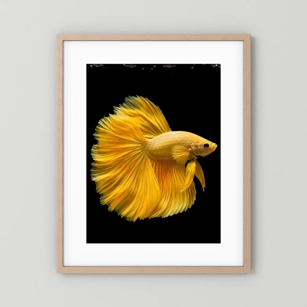 Kunstposter mit goldenem Kampffisch und gelben Flossen im hellen Holzrahmen