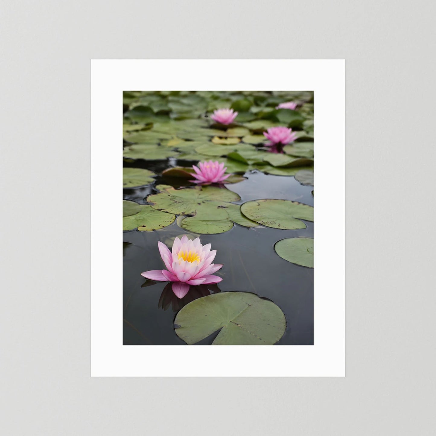 Kunstposter mit Seerosen im Teich, weißes Passepartout