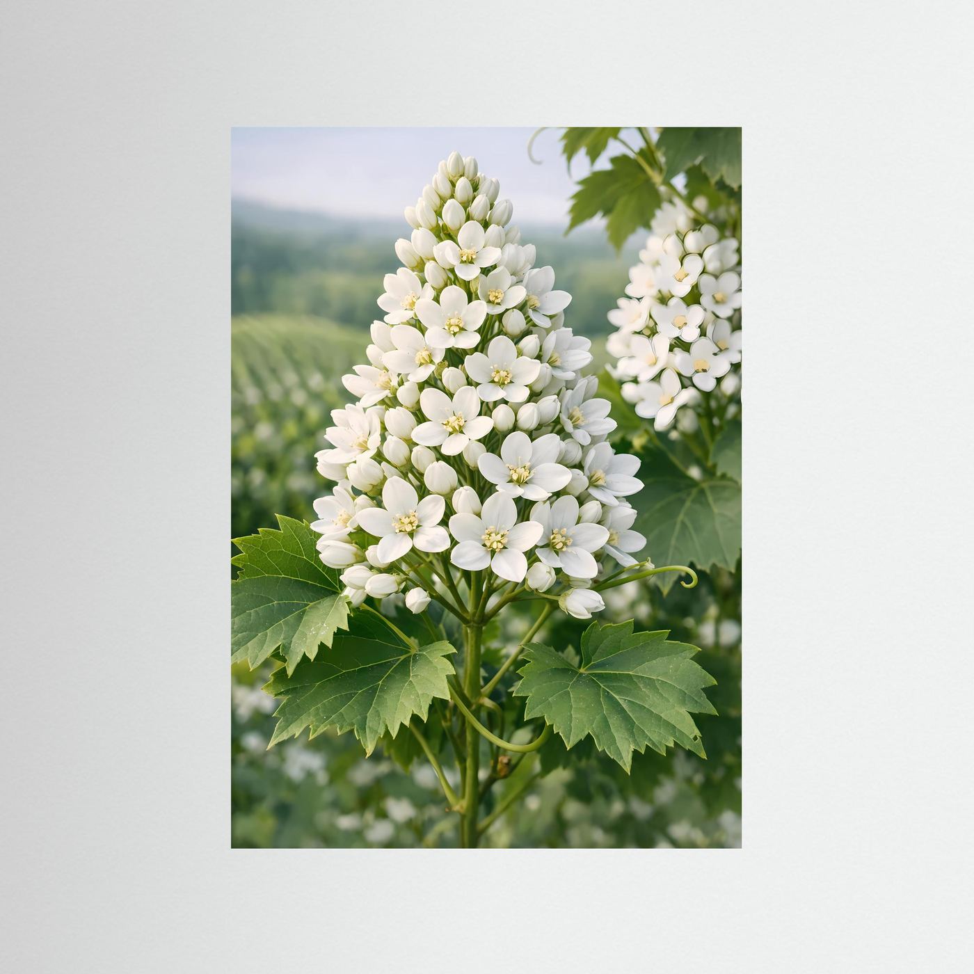 Botanisches Blütenposter mit weißen Blüten und grünen Blättern, hochformatig, ohne Rahmen.
