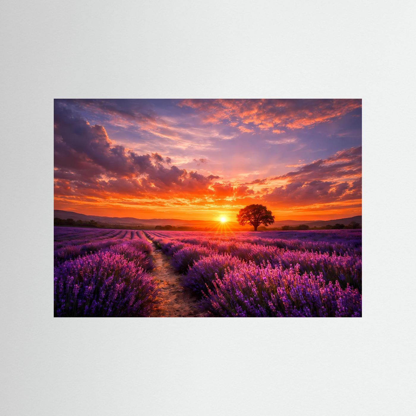 Poster mit Lavendelfeld bei Sonnenuntergang, ohne Rahmen