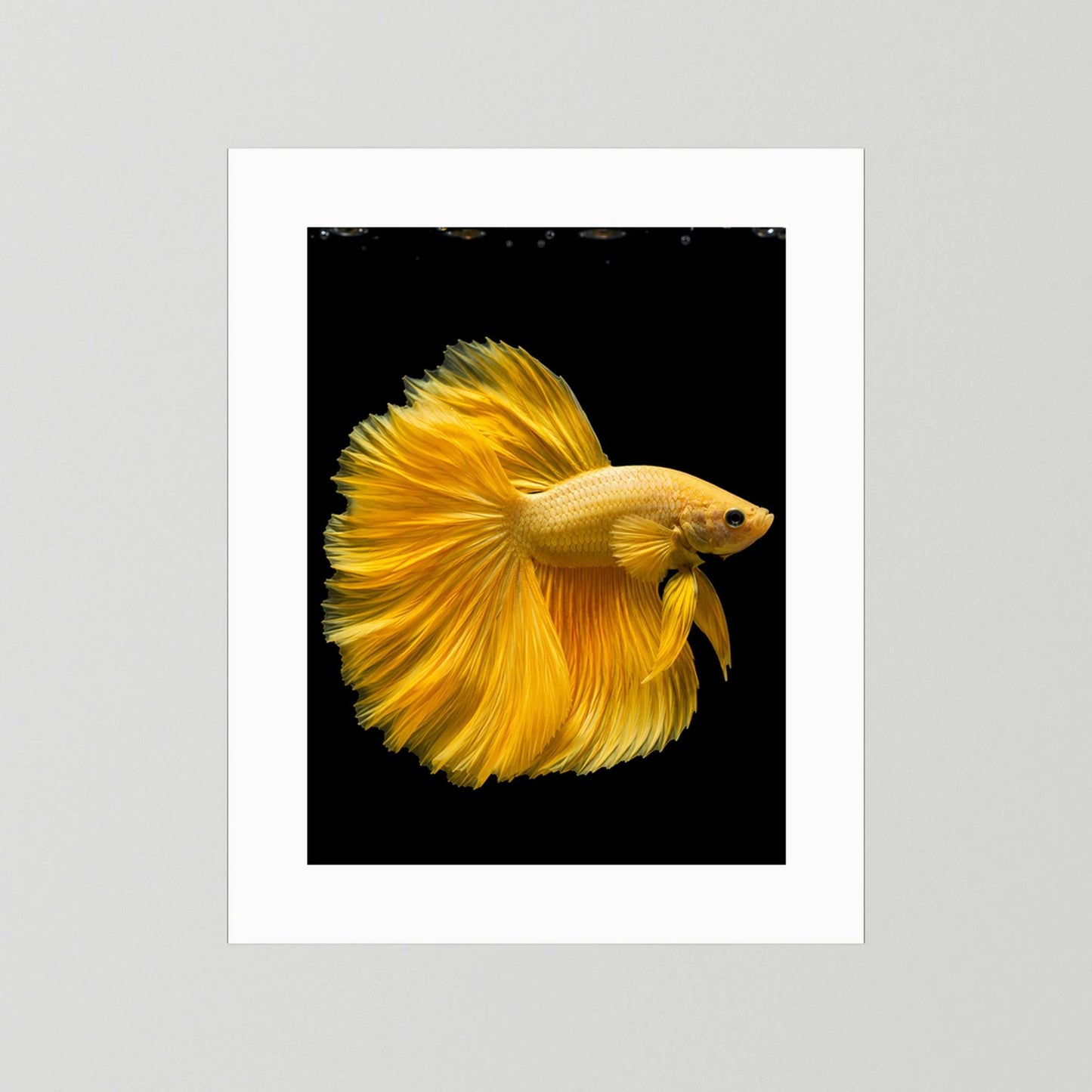 Kunstposter mit goldenem Kampffisch und gelben Flossen im weißen Passepartout