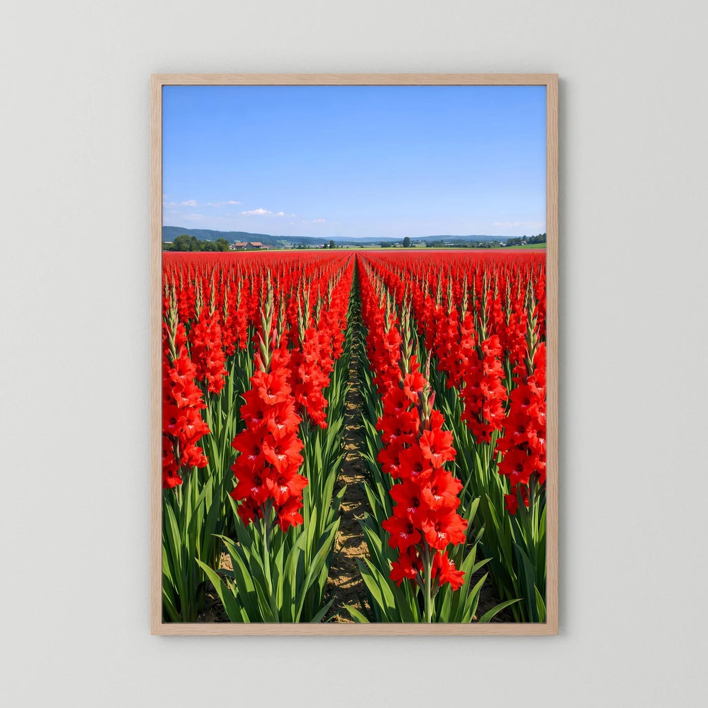 Poster im Holzrahmen (hell): rote Gladiolen im Feld, grüne Blätter, Himmel