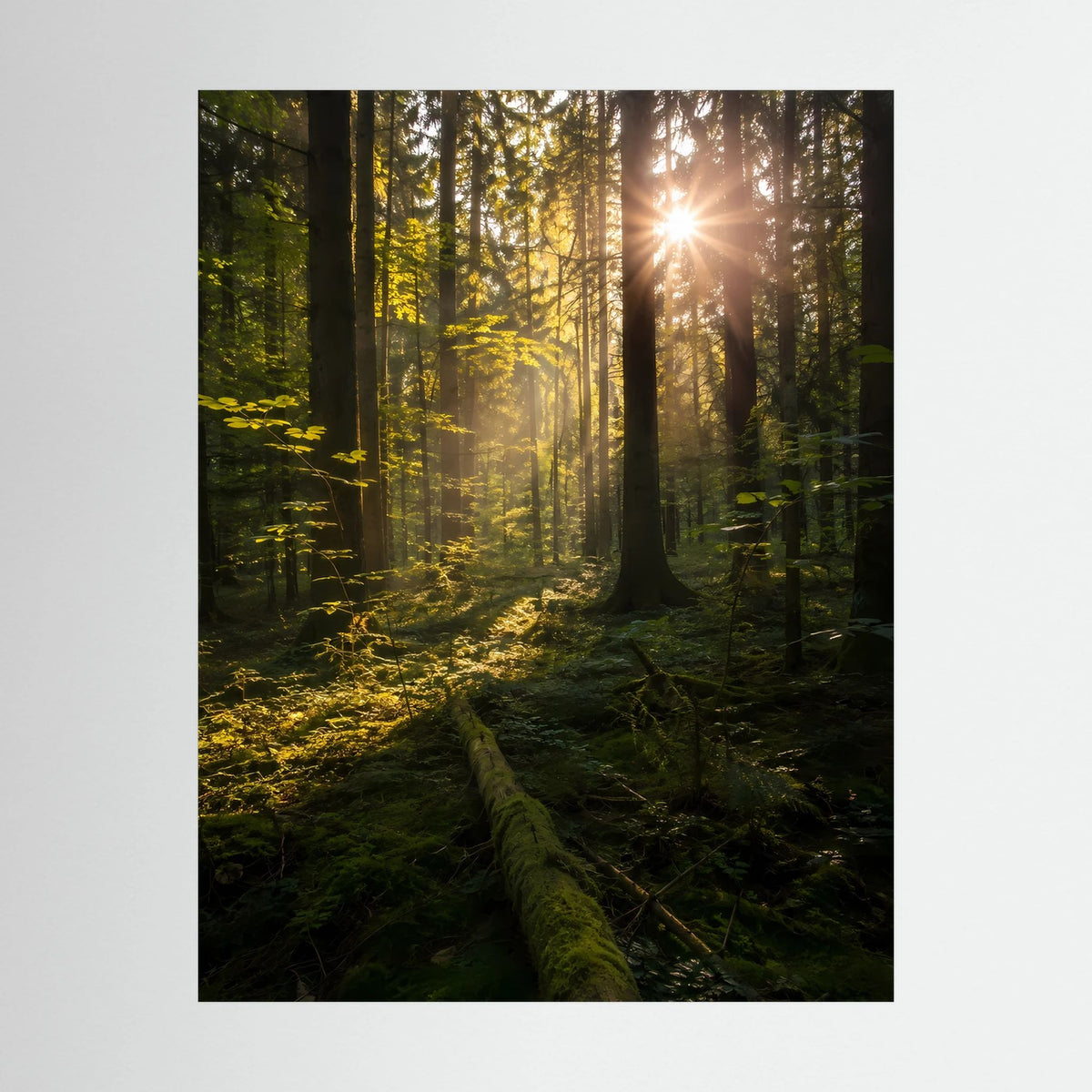 Hochformat-Poster Wald mit Sonnenstrahlen, dunkelgrün, mit schwarzem Rahmen