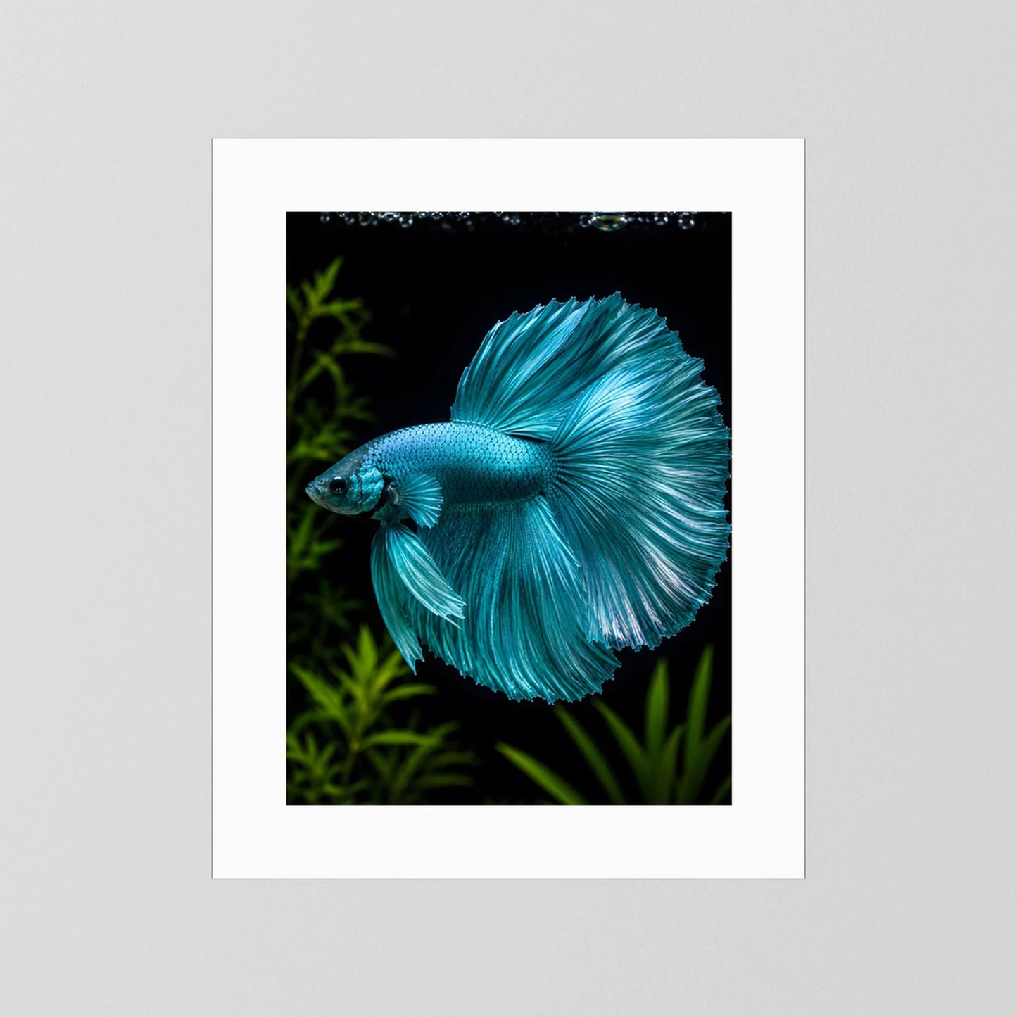 Kunstposter mit türkisfarbenem Betta-Fisch, ohne Rahmen, mit weißem Rand
