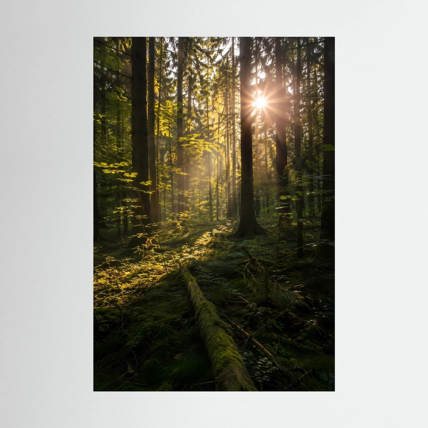 Hochformat-Poster mit Wald und Sonnenstrahlen durch Bäume im goldenen Licht