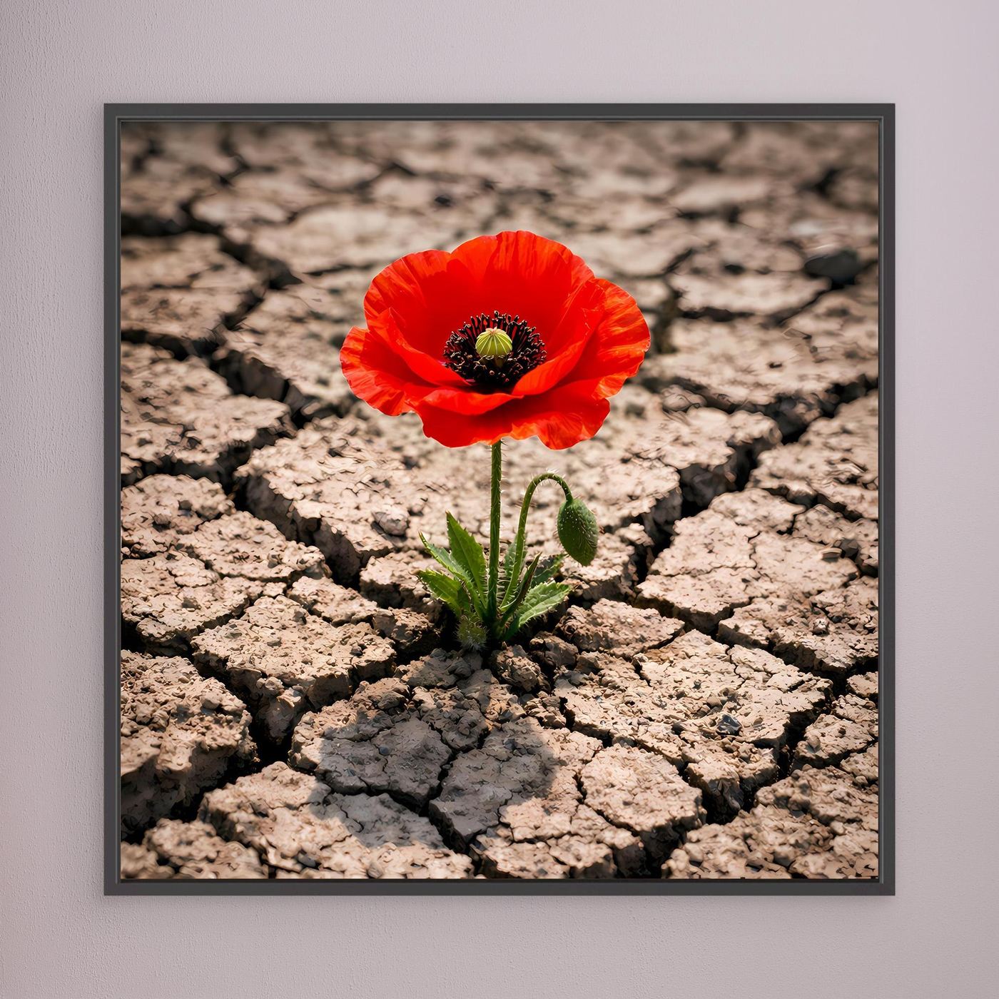 Leinwandbild mit roter Mohnblume auf rissigem, trockenem Boden im schwarzen Rahmen