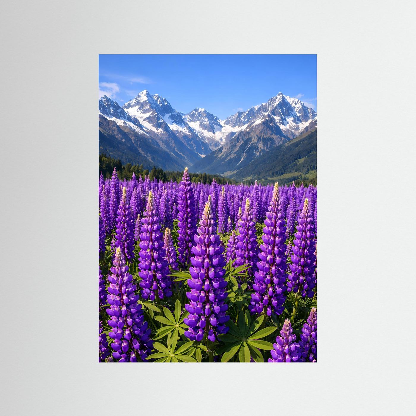 Poster Lupinenfeld vor Bergkulisse | Lila Blumenwiese Wandbild