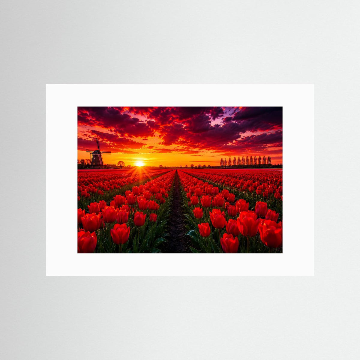 Poster ohne Rahmen mit weißem Passepartout, rotes Tulpenfeld und Sonnenuntergang