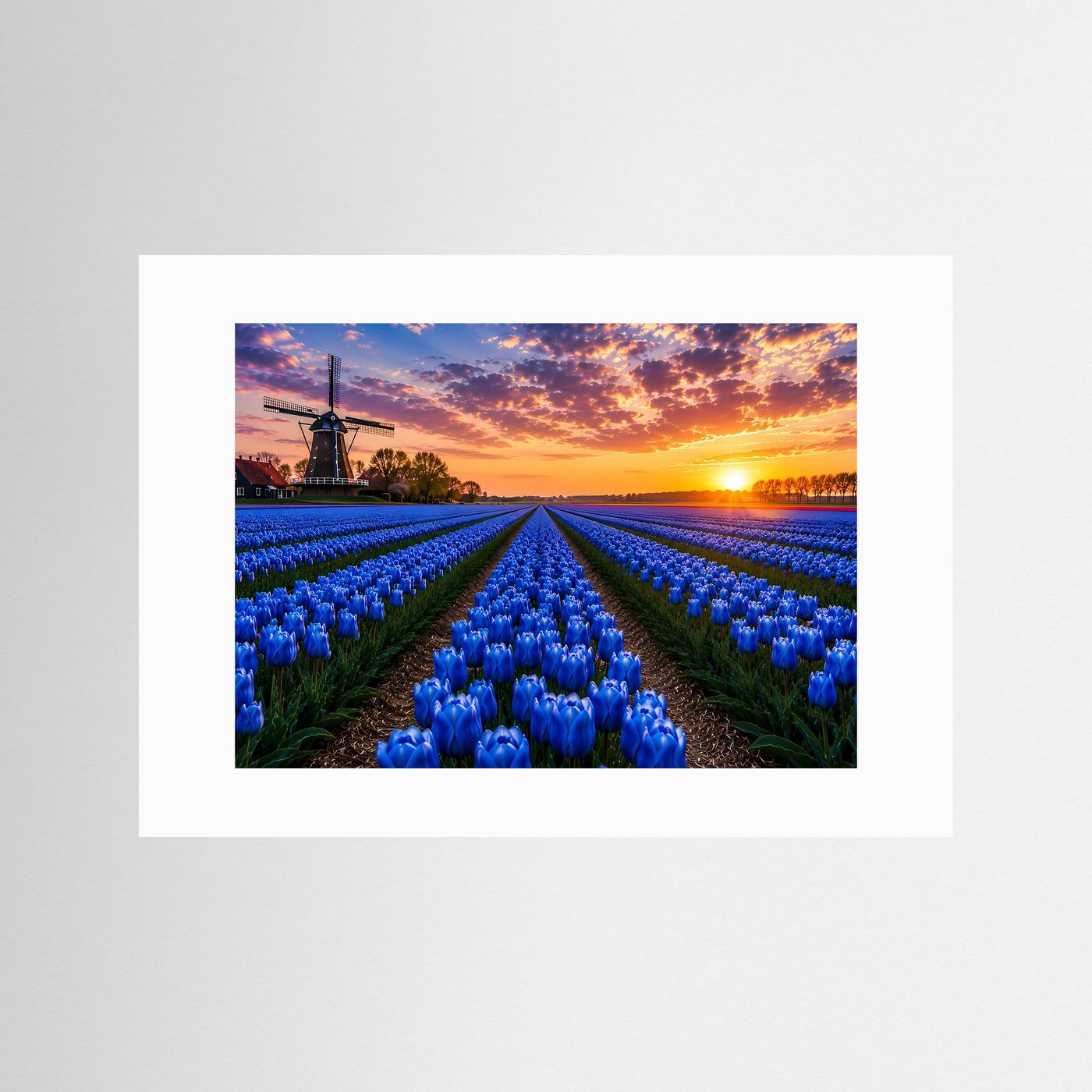 Blaues Tulpenfeld Holland Poster Querformat | Windmühle & Sonnenuntergang