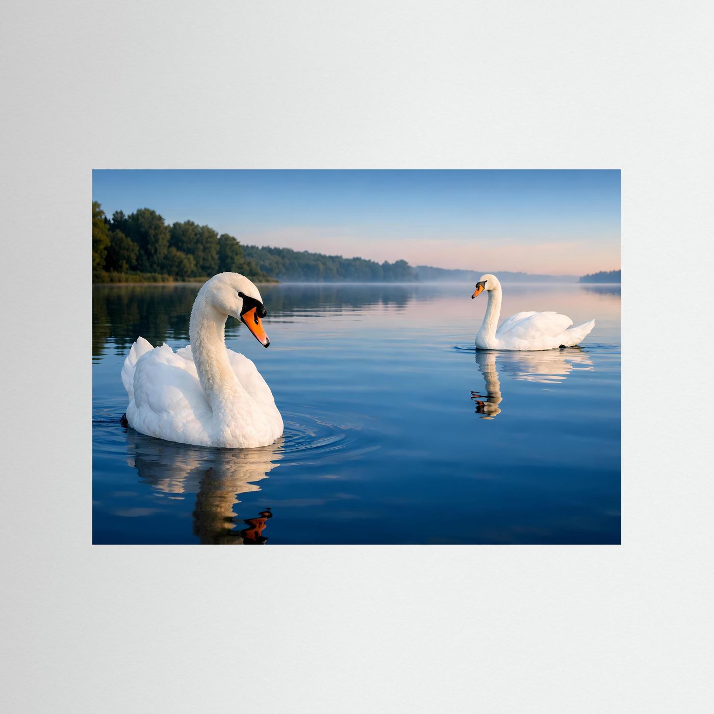 Querformat-Poster mit zwei weißen Schwänen auf ruhigem See, ohne Rahmen