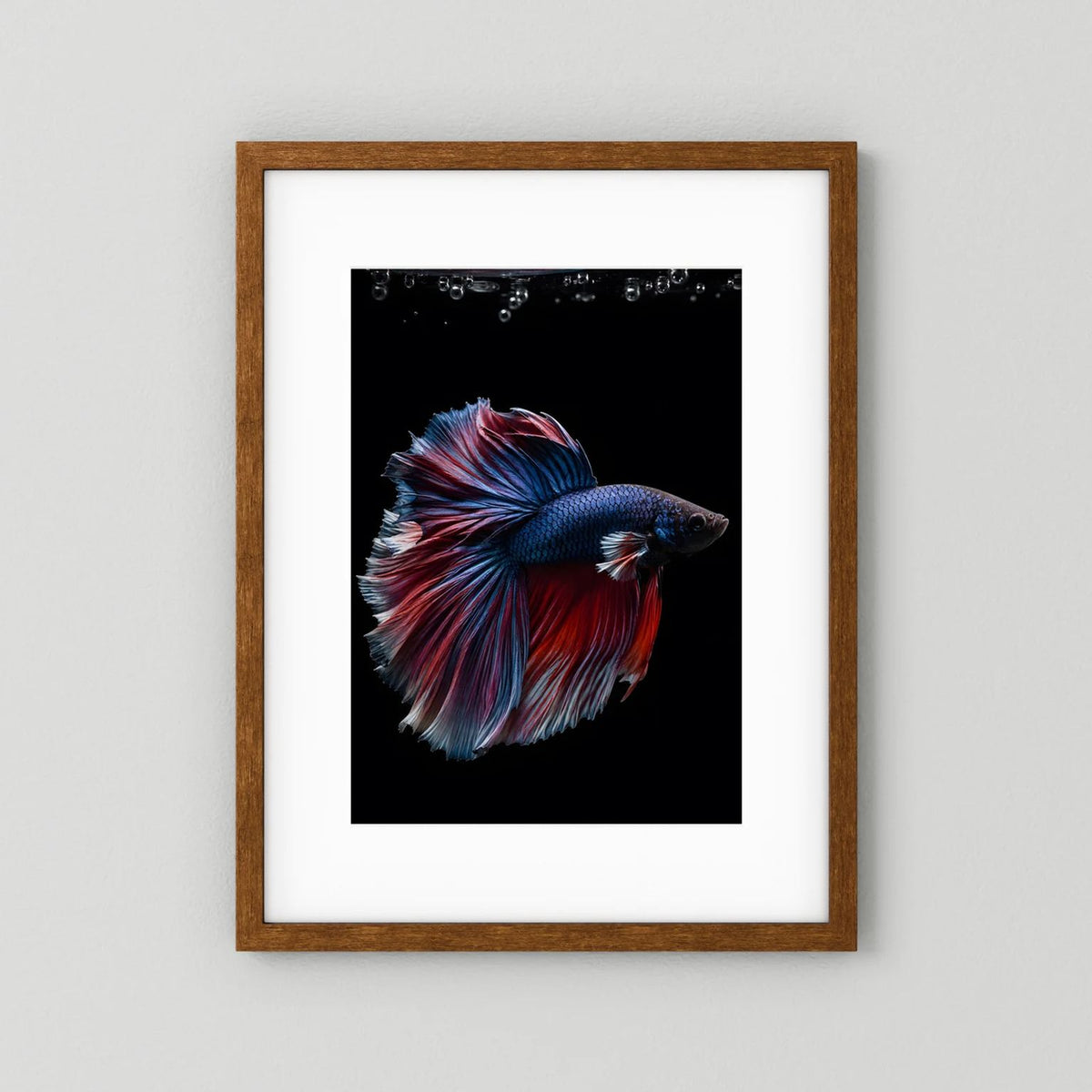 Gerahmtes Poster mit blau-rot schillerndem Kampffisch im Hochformat, Holzrahmen braun