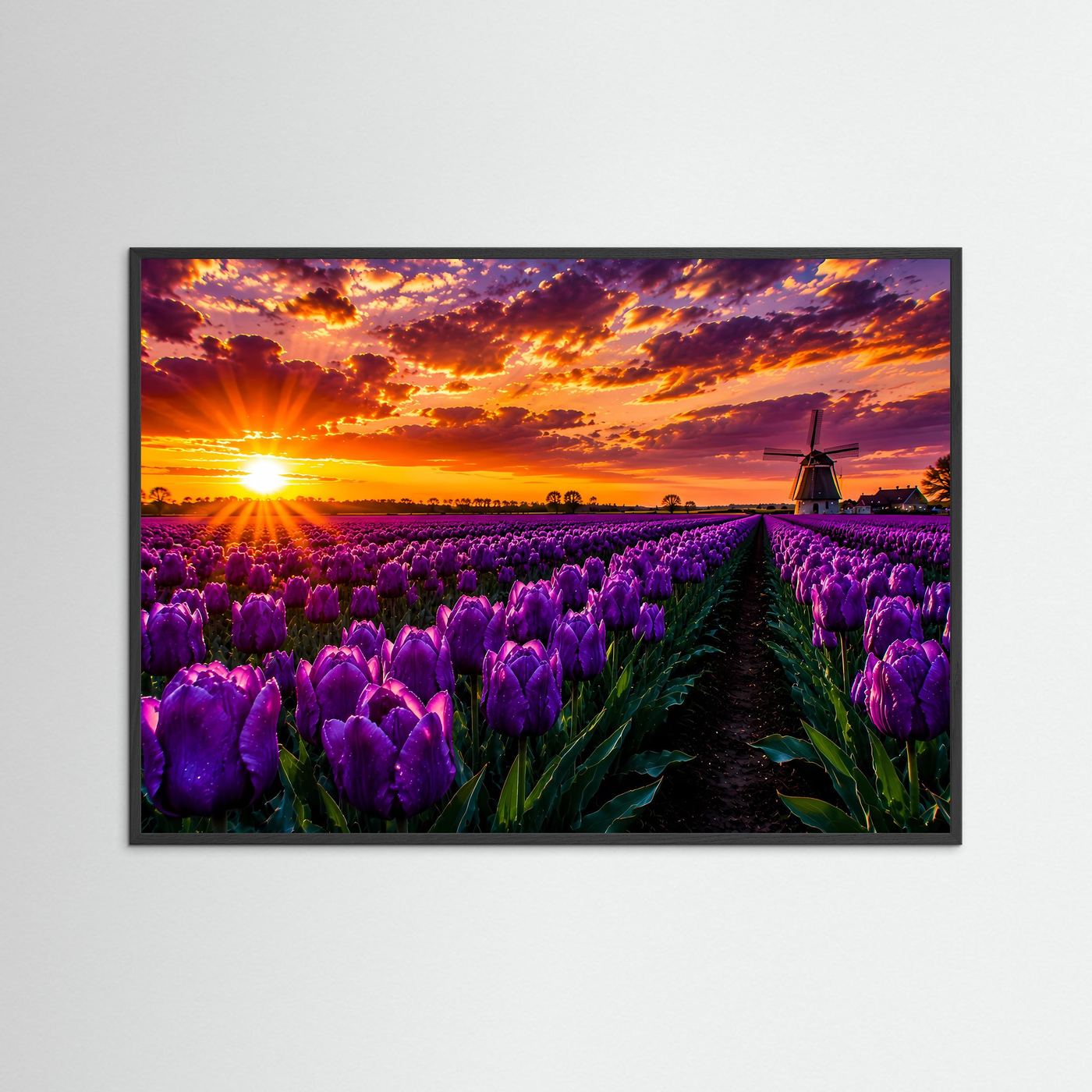 Poster mit violetten Tulpen und Windmühle bei Sonnenuntergang, Querformat, schwarzer Rahmen