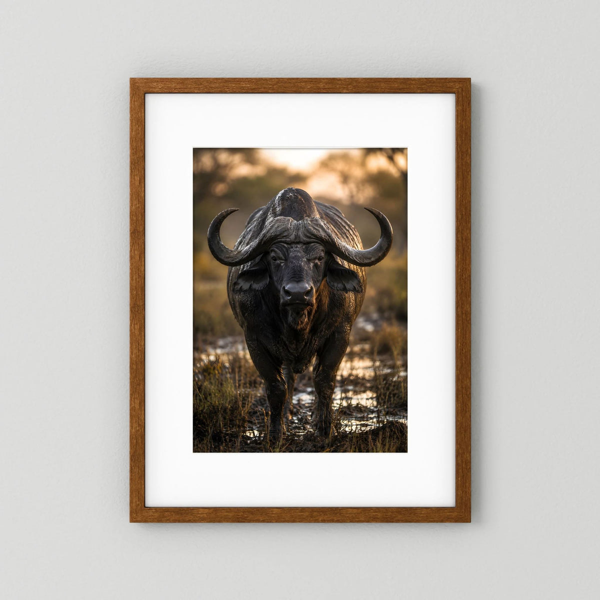 Tierposter mit Kaffernbüffel, brauner Holzrahmen und weißem Passepartout, Hochformat
