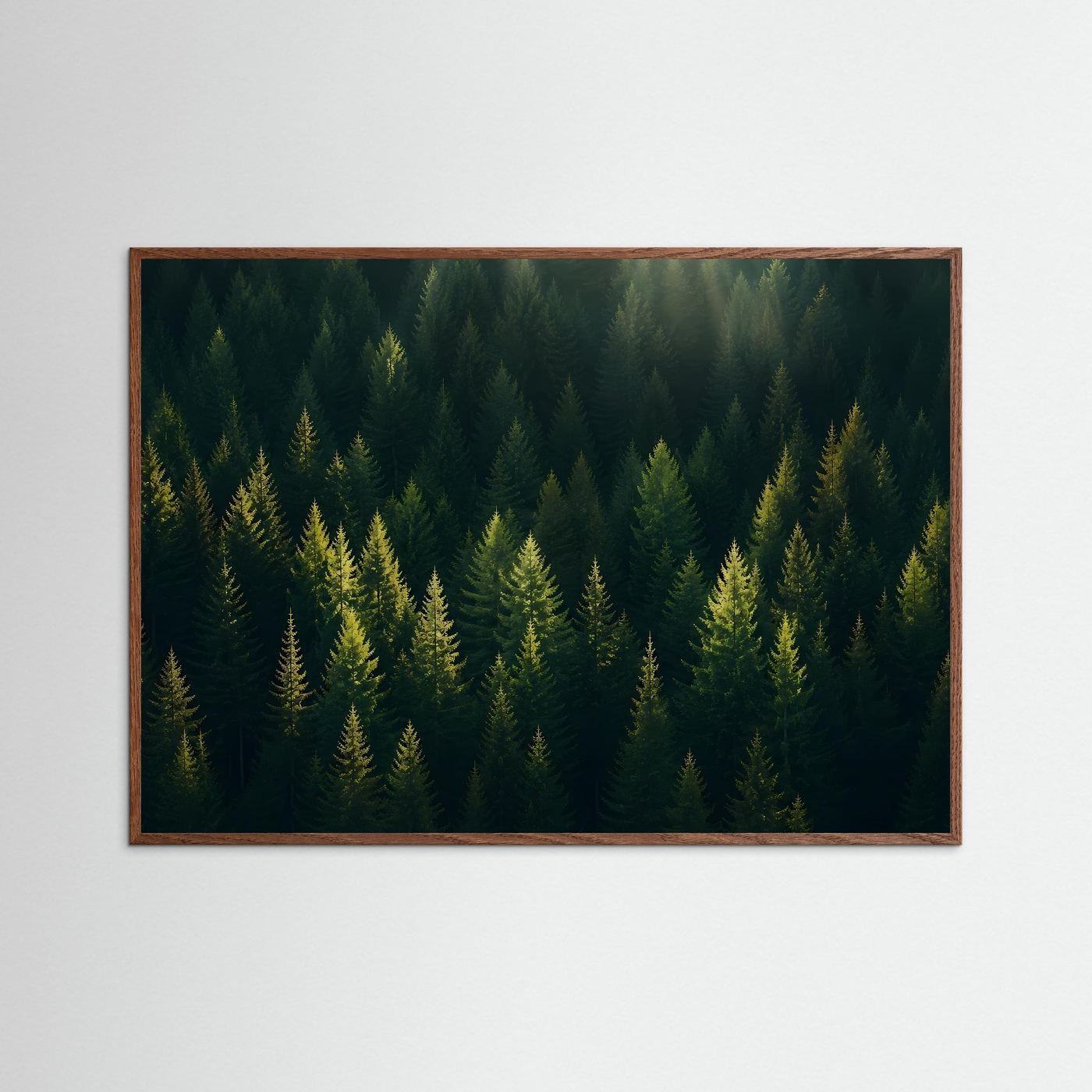 Mystischer Nadelwald im Sonnenlicht | Panorama Wald & Natur Poster Querformat