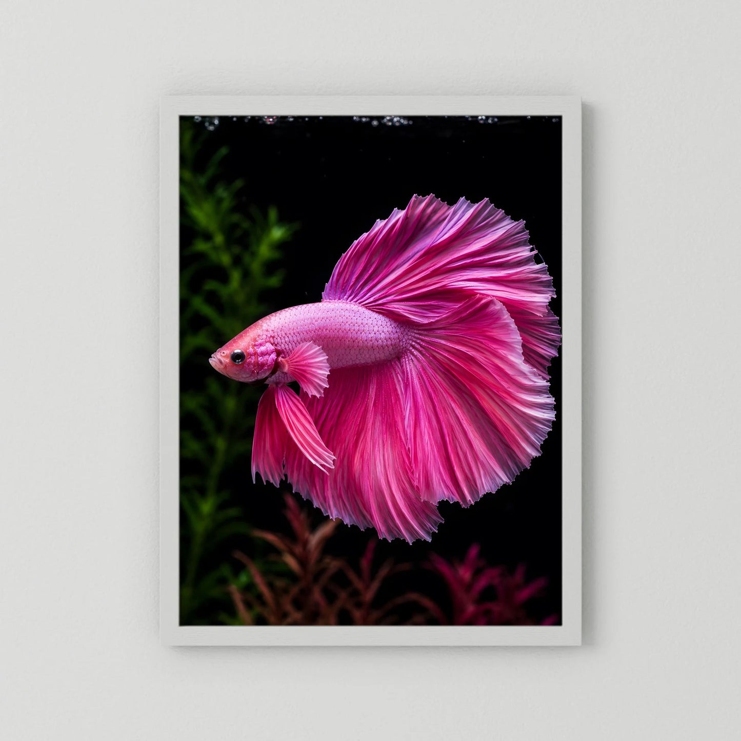 Tierposter mit pinkem Kampffisch, weißer Rand um die Fotodarstellung
