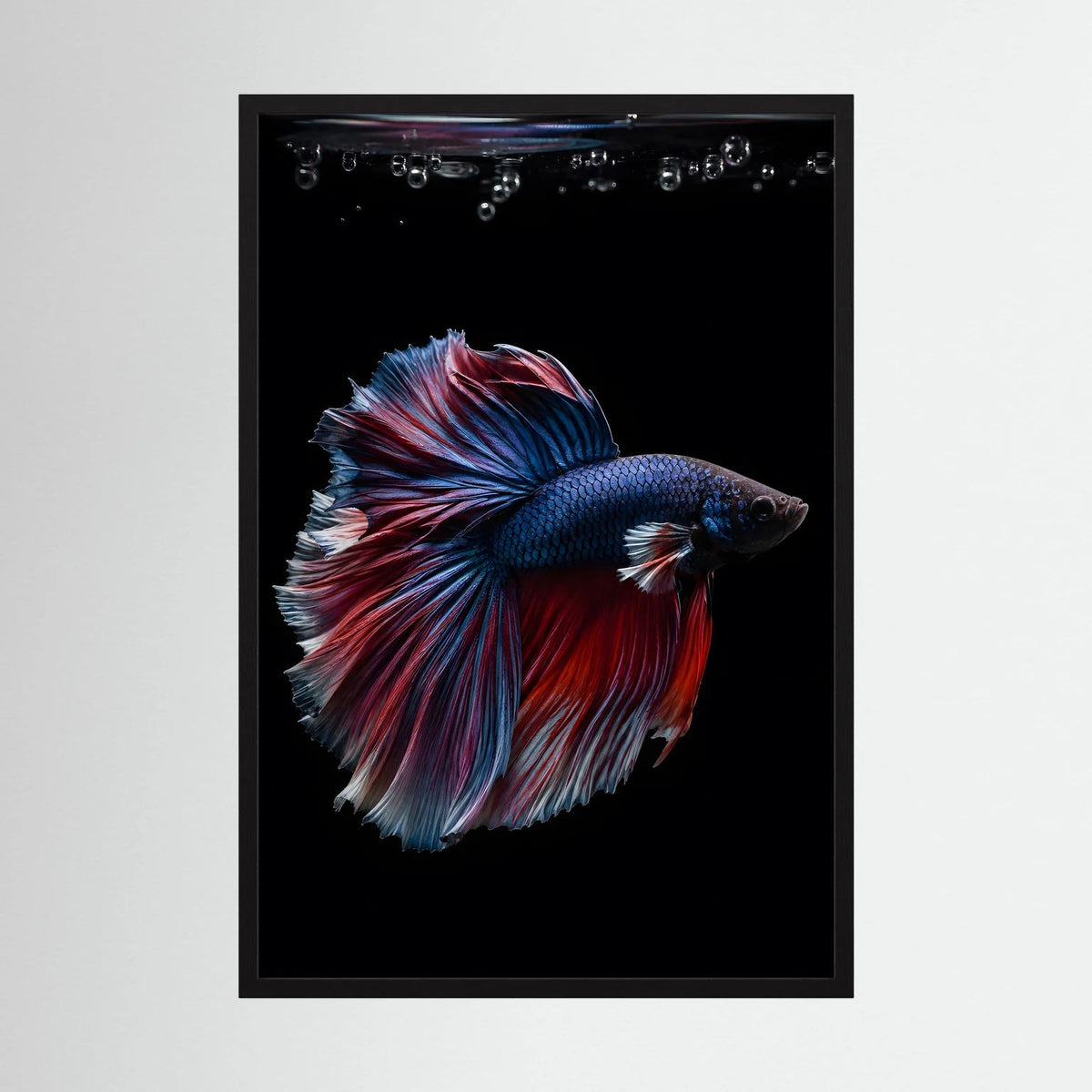 Kampffisch-Poster im schwarzen Holzrahmen, Blau-Rot-Flossenfächer vor schwarzem Bild