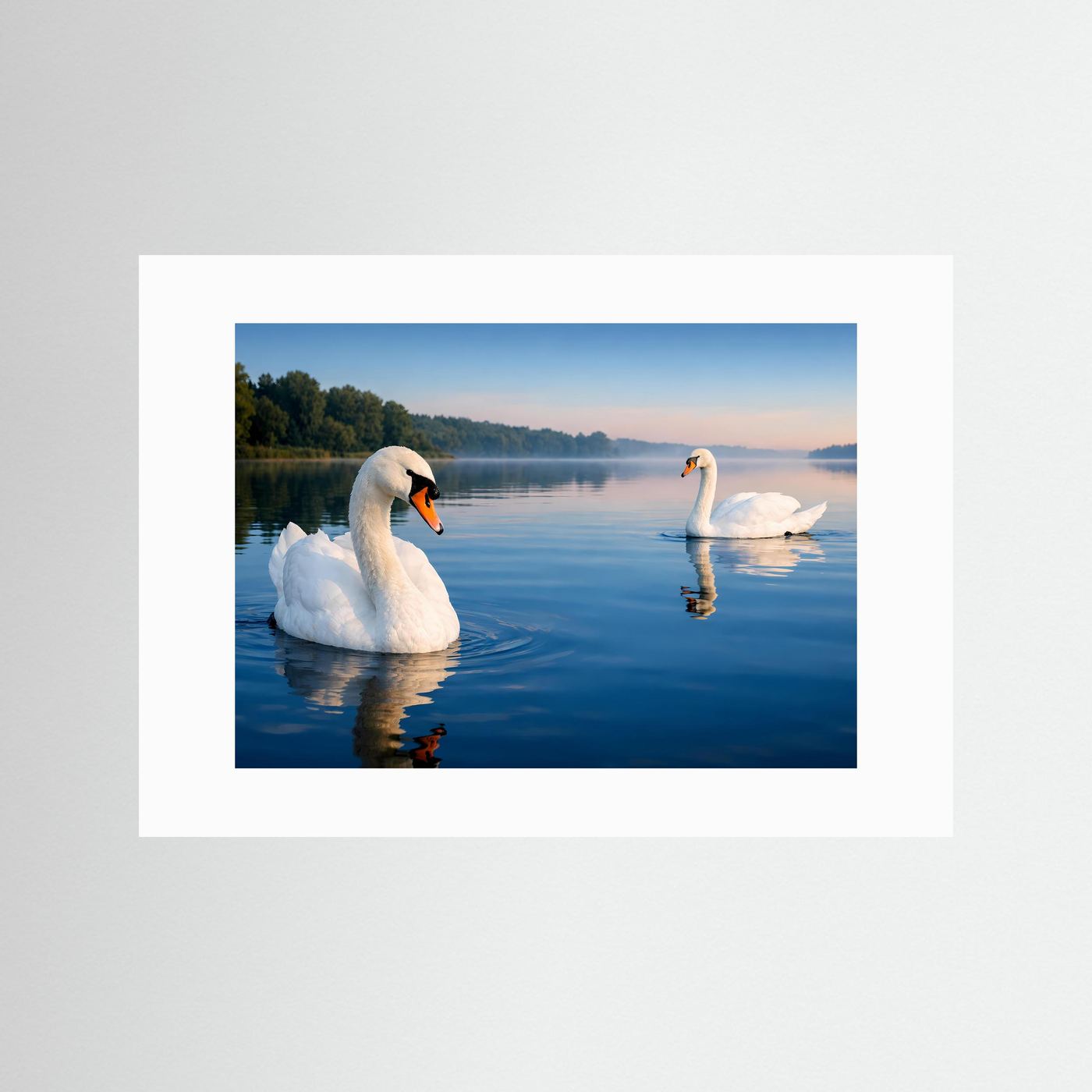 Poster mit zwei weißen Schwänen auf stillem See, Spiegelung im Wasser, ohne Rahmen