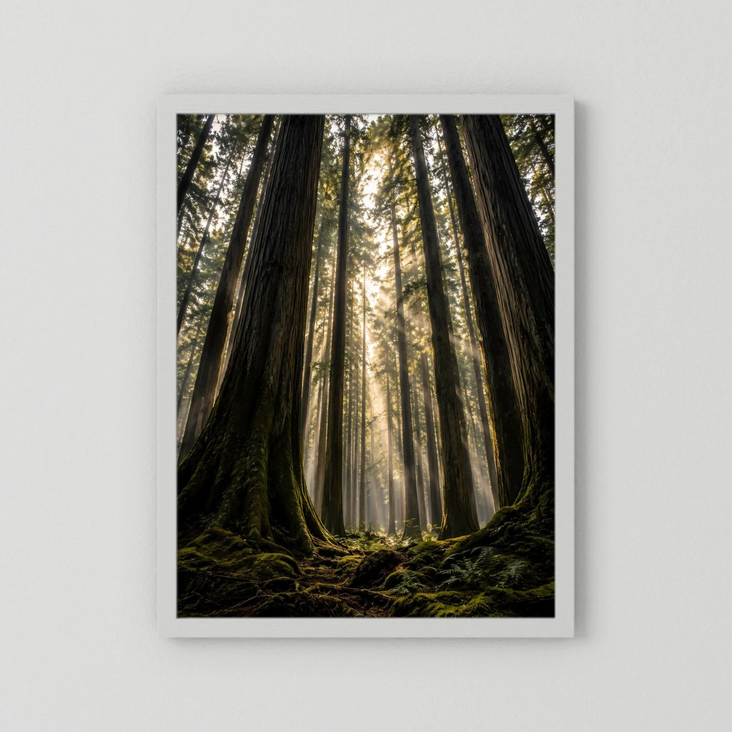 Poster im Hochformat mit weißem Rahmen: Redwood-Wald mit Lichtstrahlen