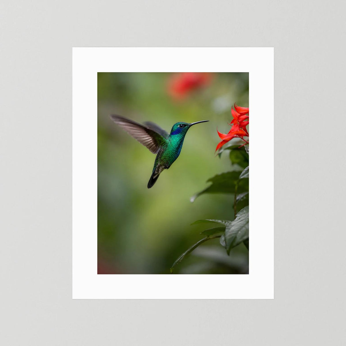 Wandposter mit grünem Kolibri im Flug und roten Blüten, weißer Rahmen
