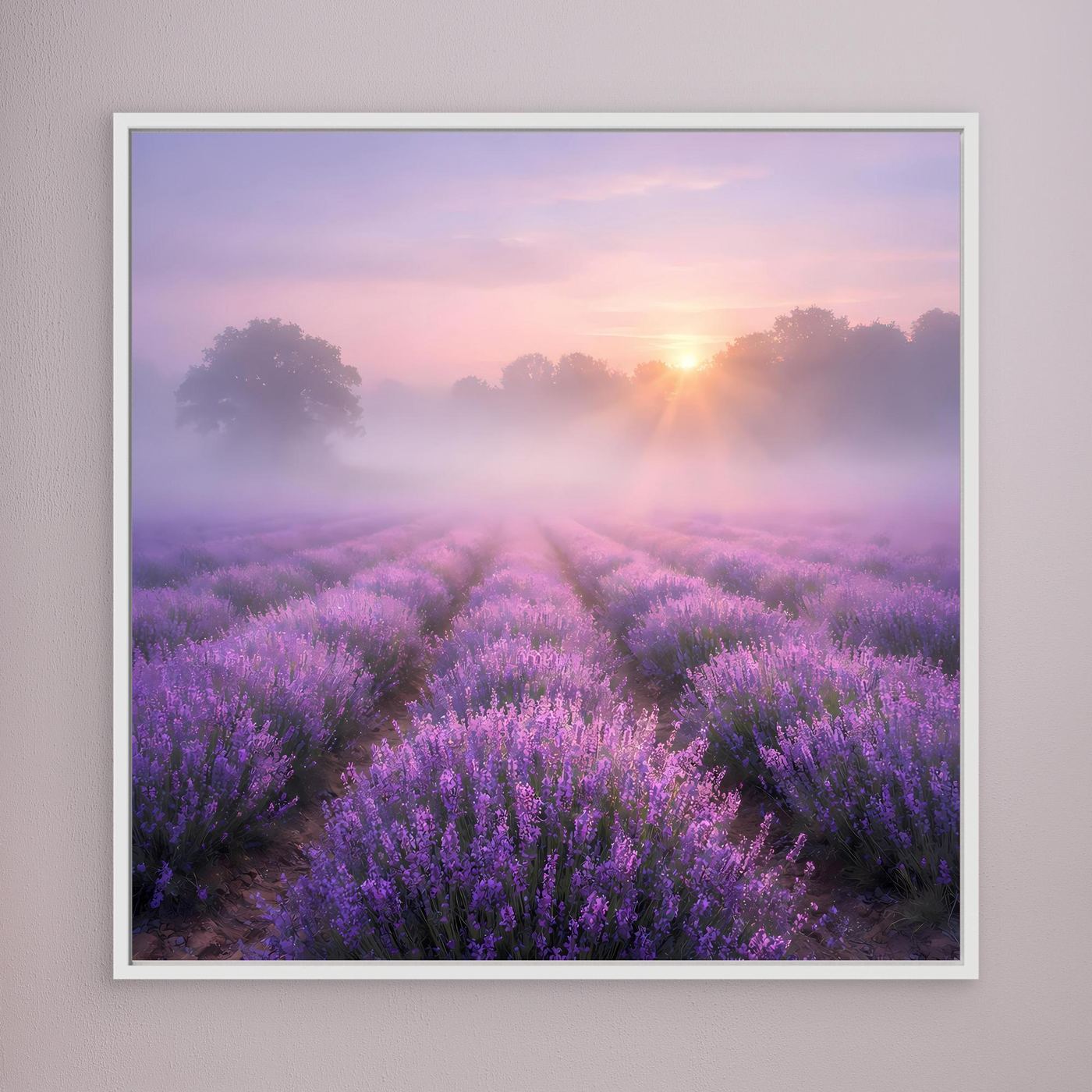 Leinwandbild Lavendelfeld im Nebel mit Sonnenaufgang, weiß gerahmt