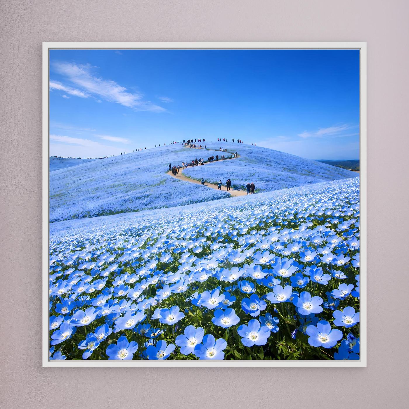 Leinwandbild mit blauem Blütenmeer aus Nemophila-Blumen, weißer Rahmen
