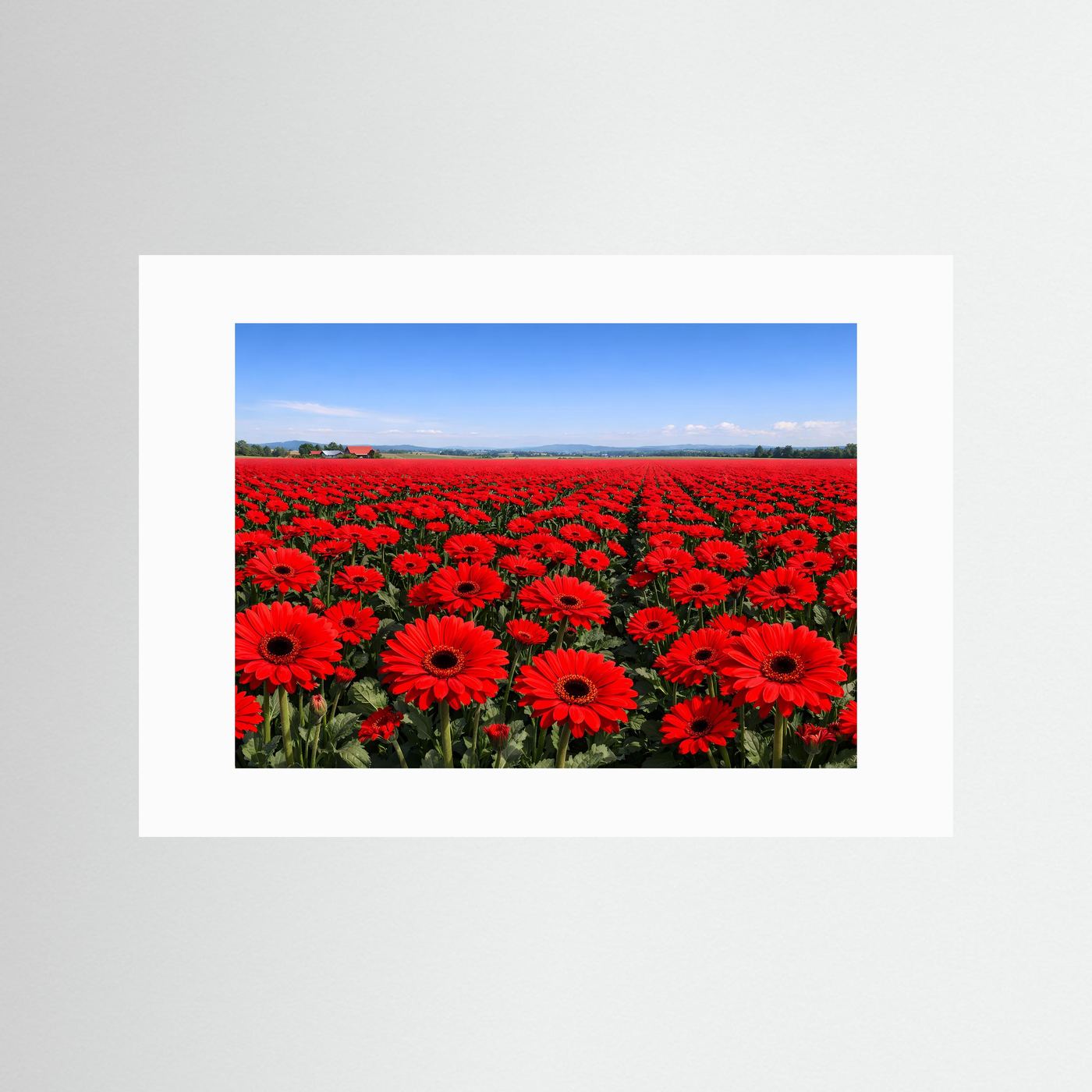 Endloses Rotes Gerbera Blumenfeld | Idyllische Landschaft & Natur Poster Querformat