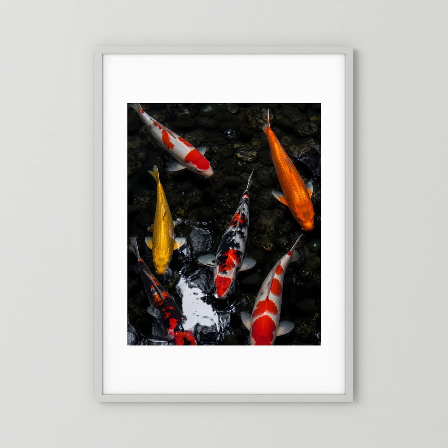 Poster mit Koi-Fischen im dunklen Teich, weißer Rahmen mit weißem Rand