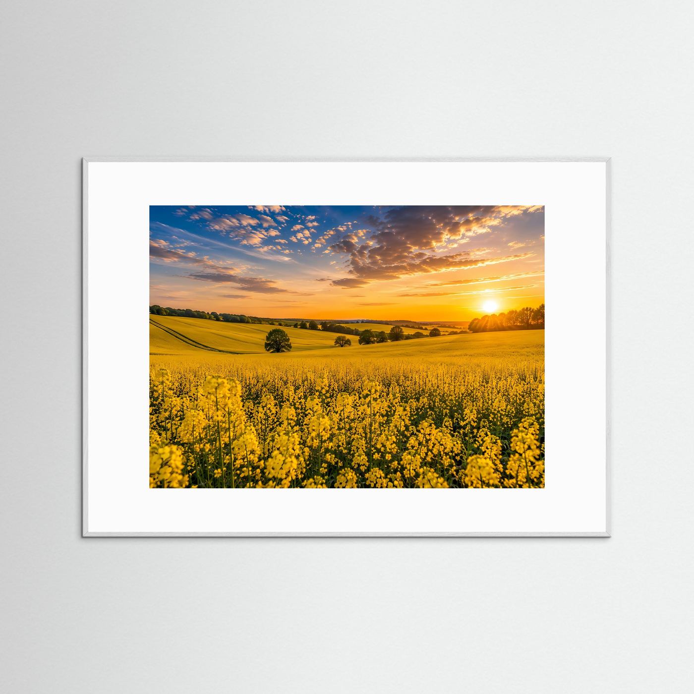 Rapsfeld Poster Querformat | Gelbe Blütenlandschaft bei Sonnenuntergang
